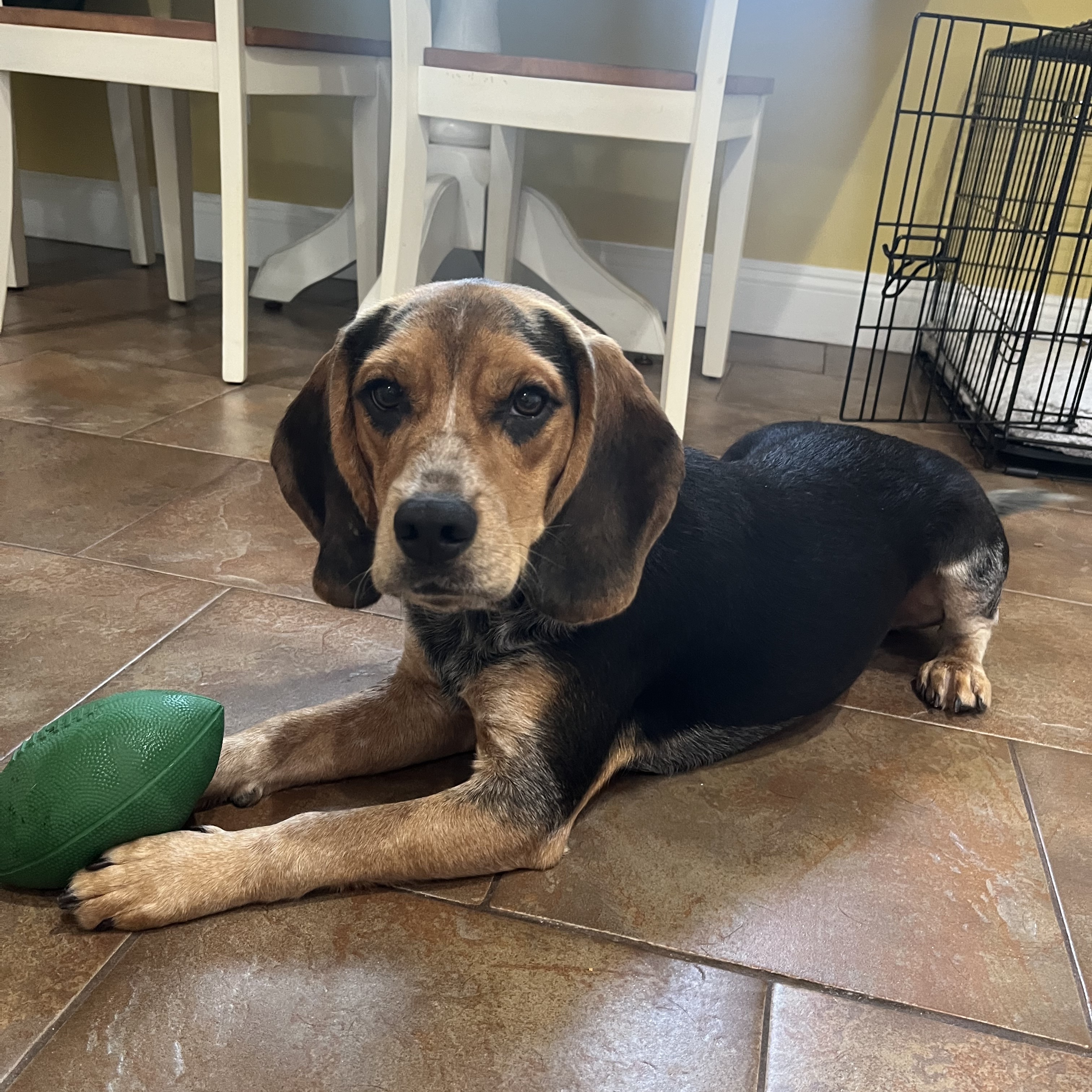 Murphy, a Adopted mixed breed in Copiague, NY image 1/6