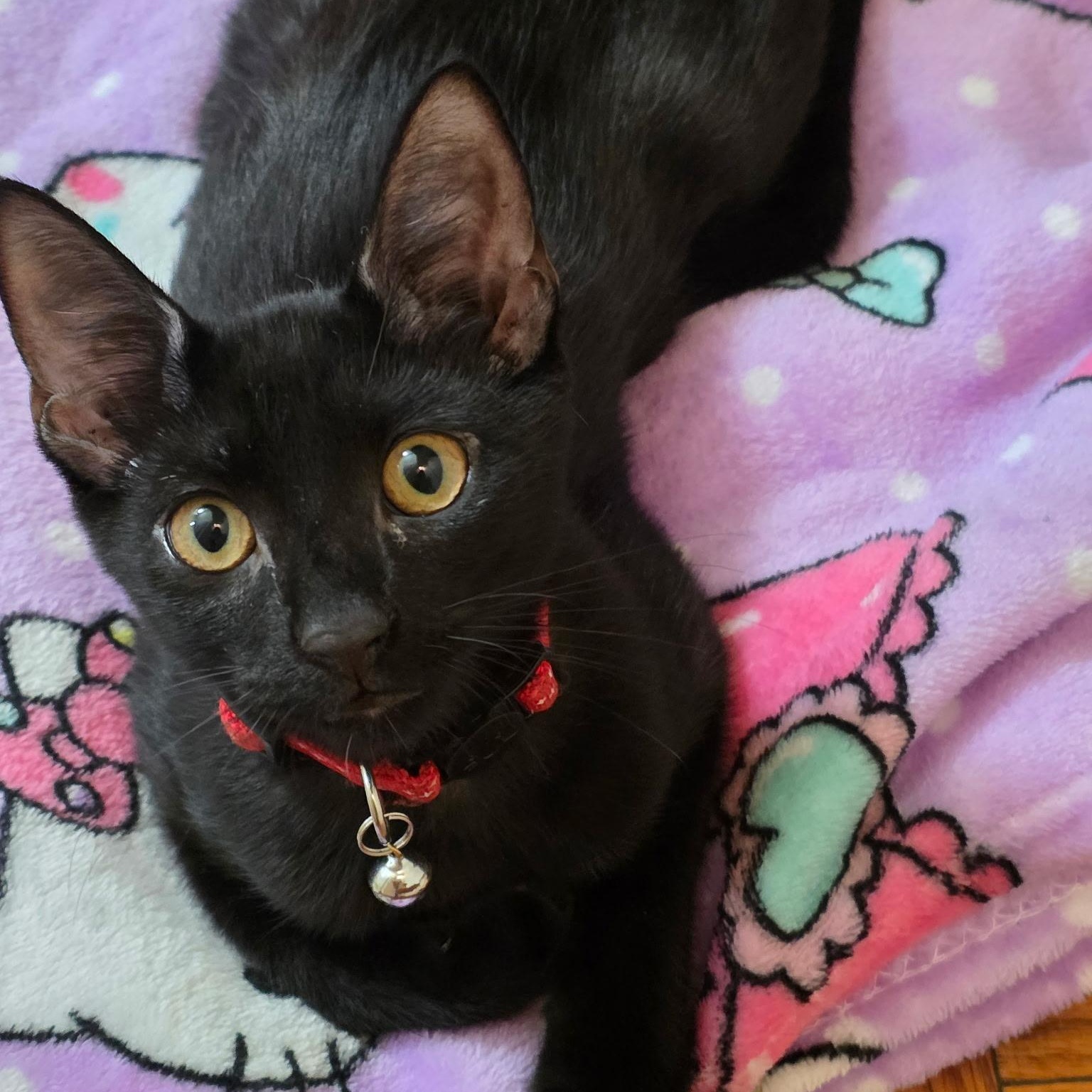 Fiona and Finn, a Adoptable American Shorthair in New York, NY image 5/5