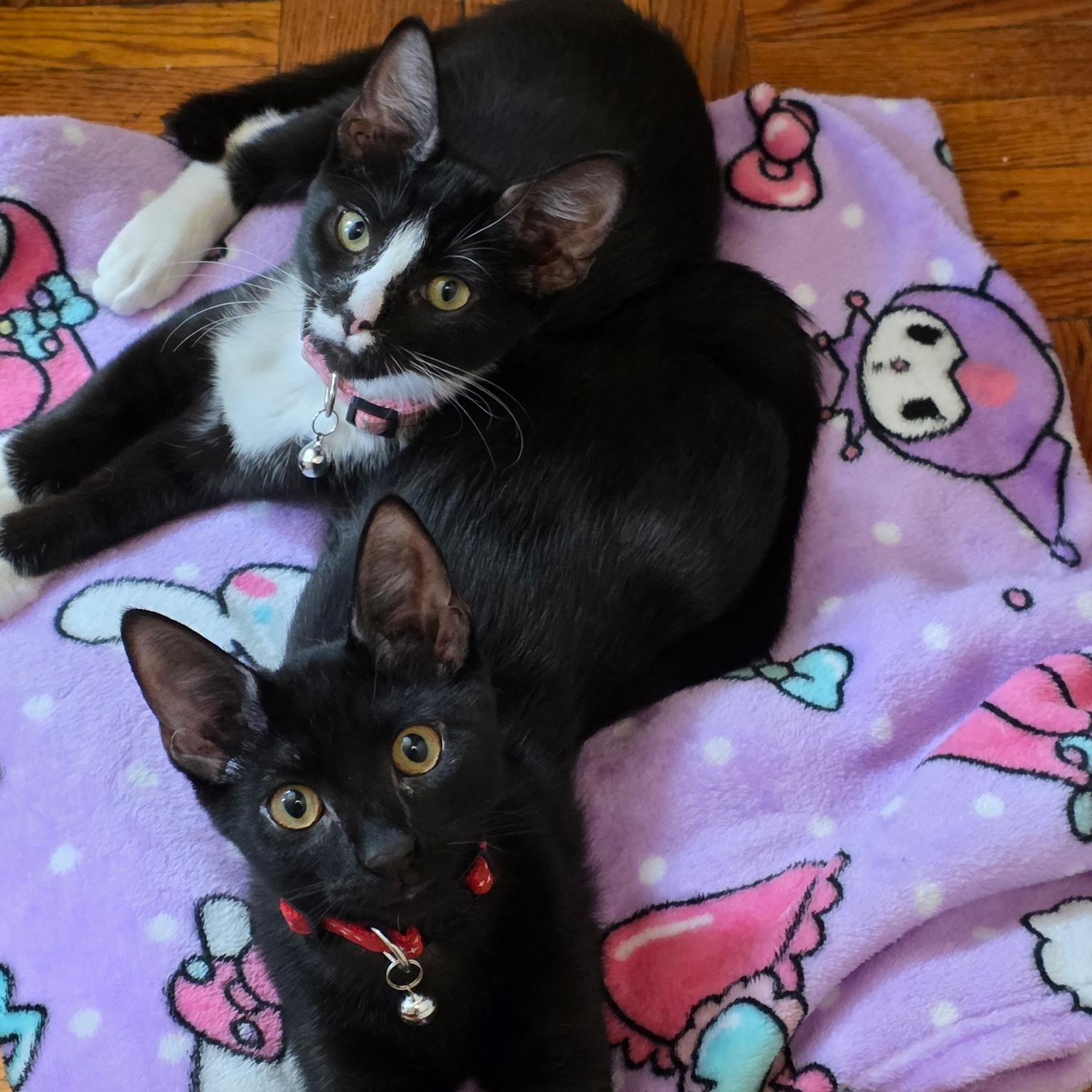 Fiona and Finn, Adoptable, Kitten Female American Shorthair.