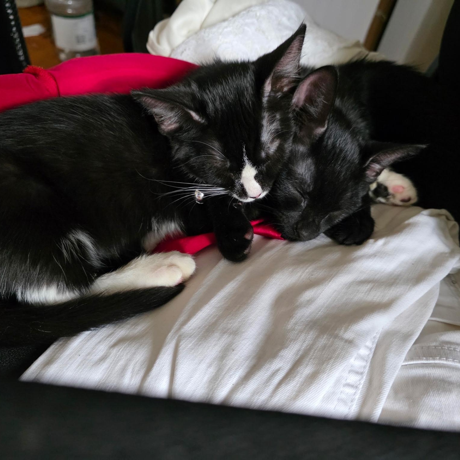 Fiona and Finn, a Adoptable American Shorthair in New York, NY image 2/5