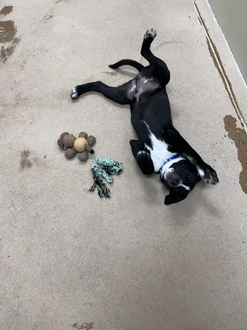 Rudy Ruettiger, a Adoptable Mixed Breed in Westminster, CO image 1/6