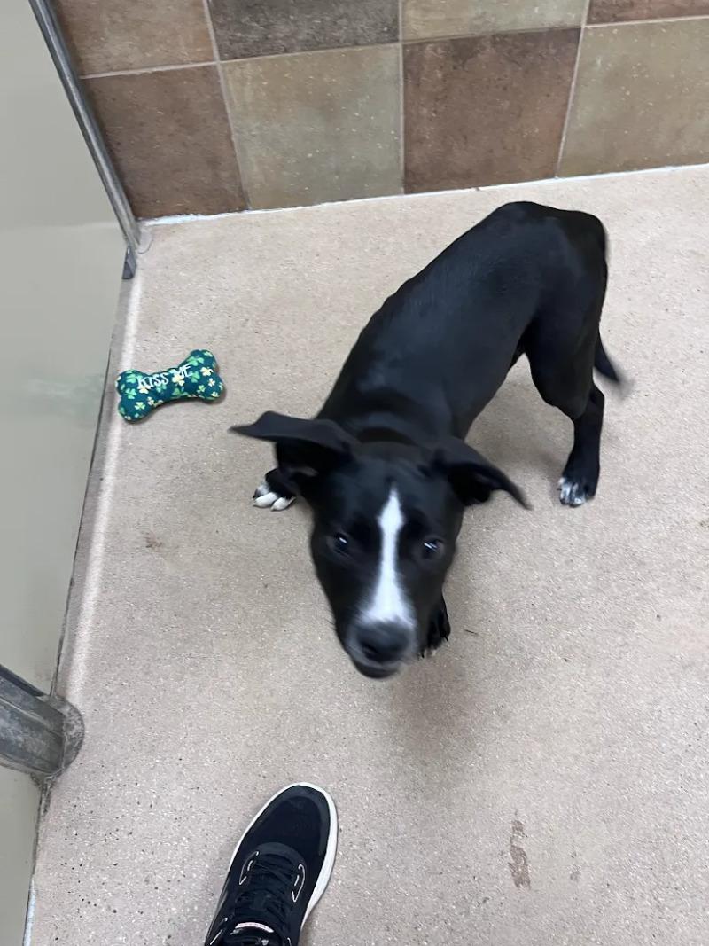 Rudy Ruettiger, a Adoptable Mixed Breed in Westminster, CO image 2/6