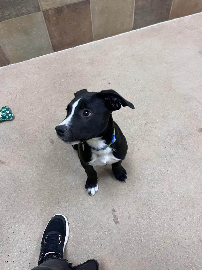 Rudy Ruettiger, a Adoptable Mixed Breed in Westminster, CO image 3/6