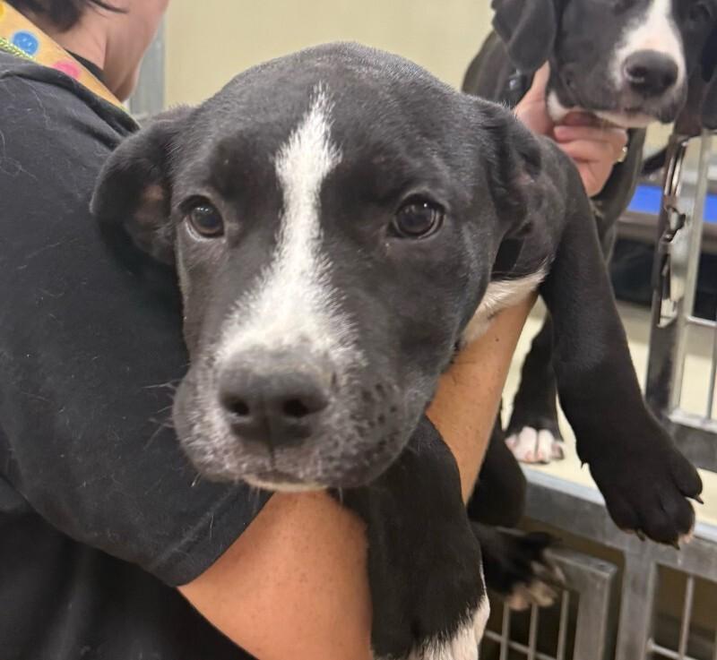 Rudy Ruettiger, a Adoptable Mixed Breed in Westminster, CO image 4/6