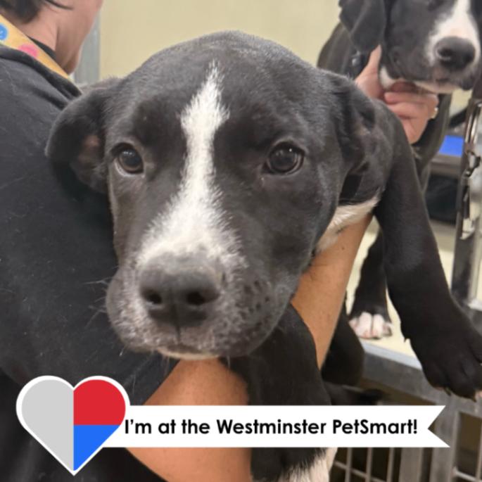 Rudy Ruettiger, a Adoptable Mixed Breed in Westminster, CO image 6/6