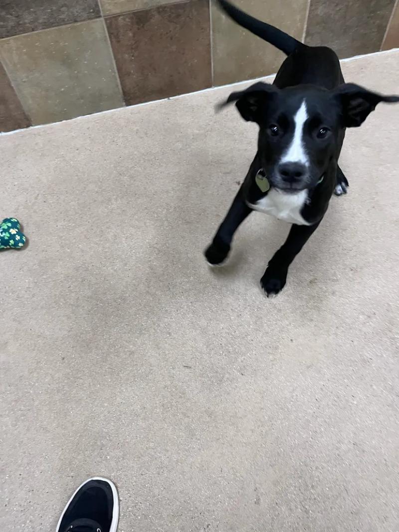 Rudy Ruettiger, a Adoptable Mixed Breed in Westminster, CO image 5/6