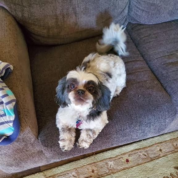 Enlarge Ethel, an adopted mixed breed in Springfield, MO image 1/5