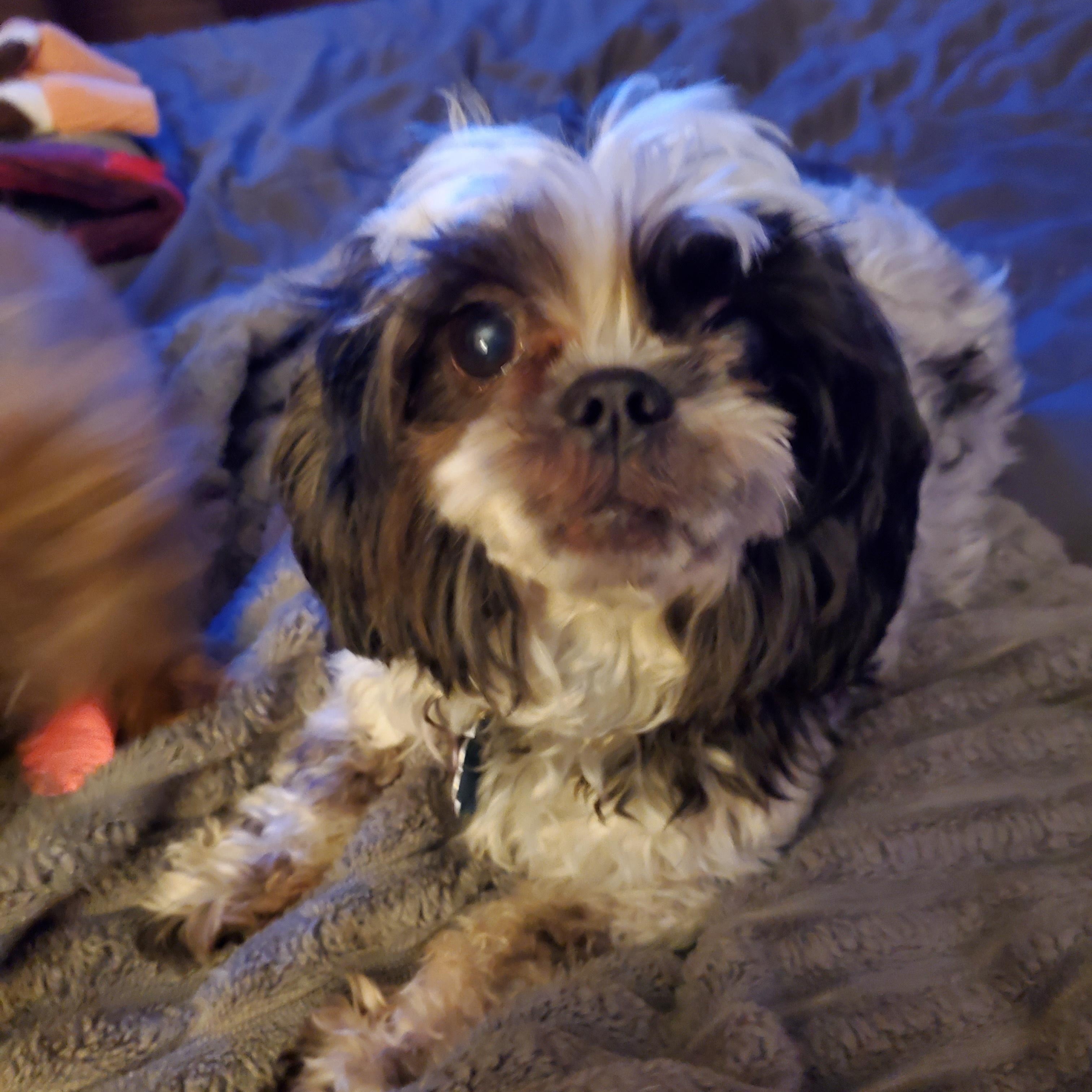 Enlarge Ethel, an adopted mixed breed in Springfield, MO image 4/5