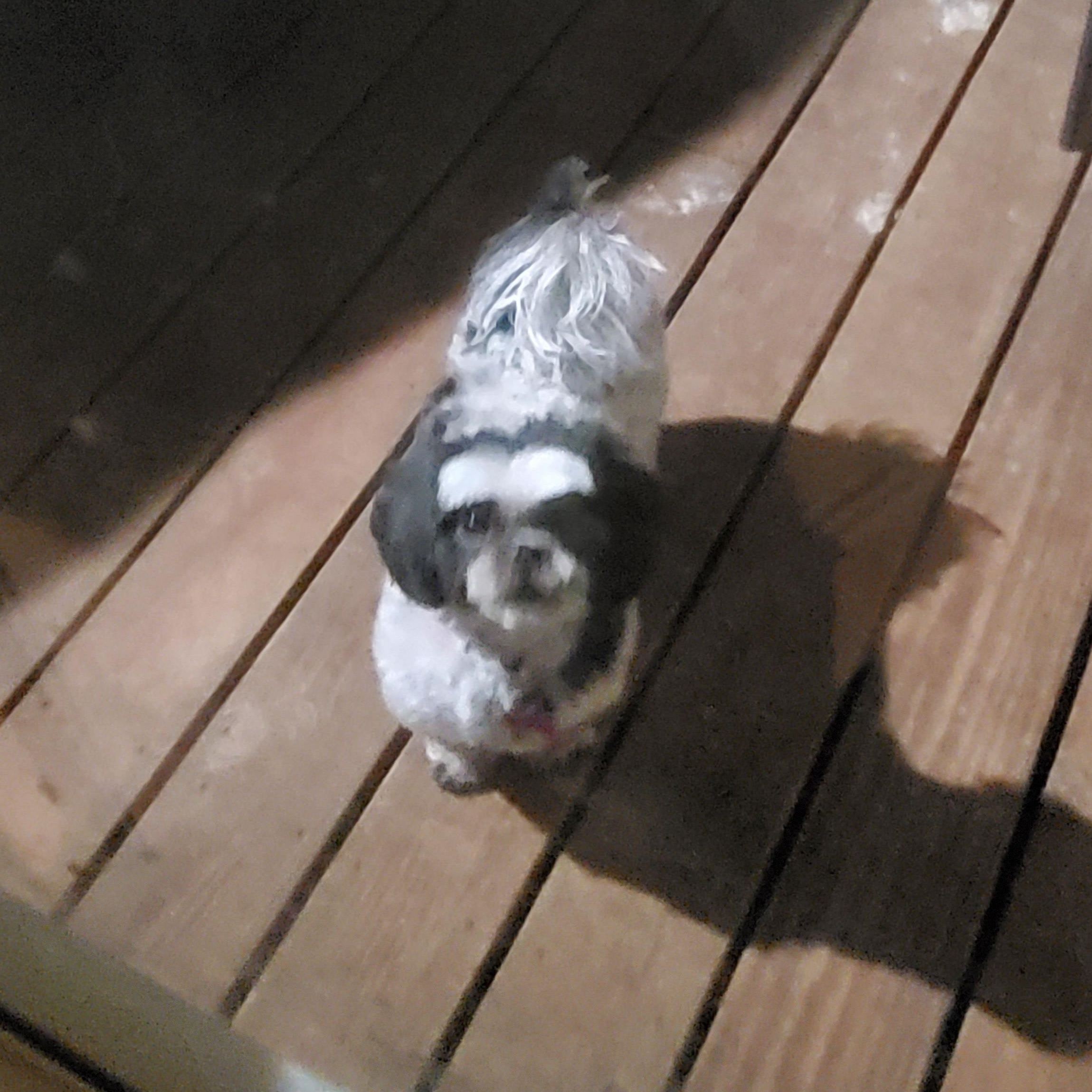 Enlarge Ethel, an adopted mixed breed in Springfield, MO image 5/5