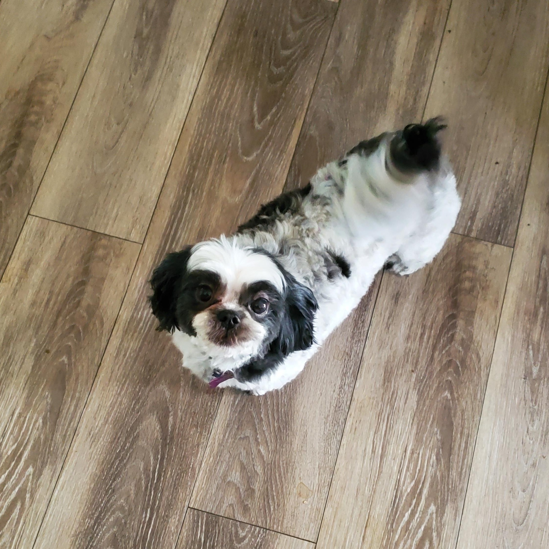 Enlarge Ethel, an adopted mixed breed in Springfield, MO image 2/5