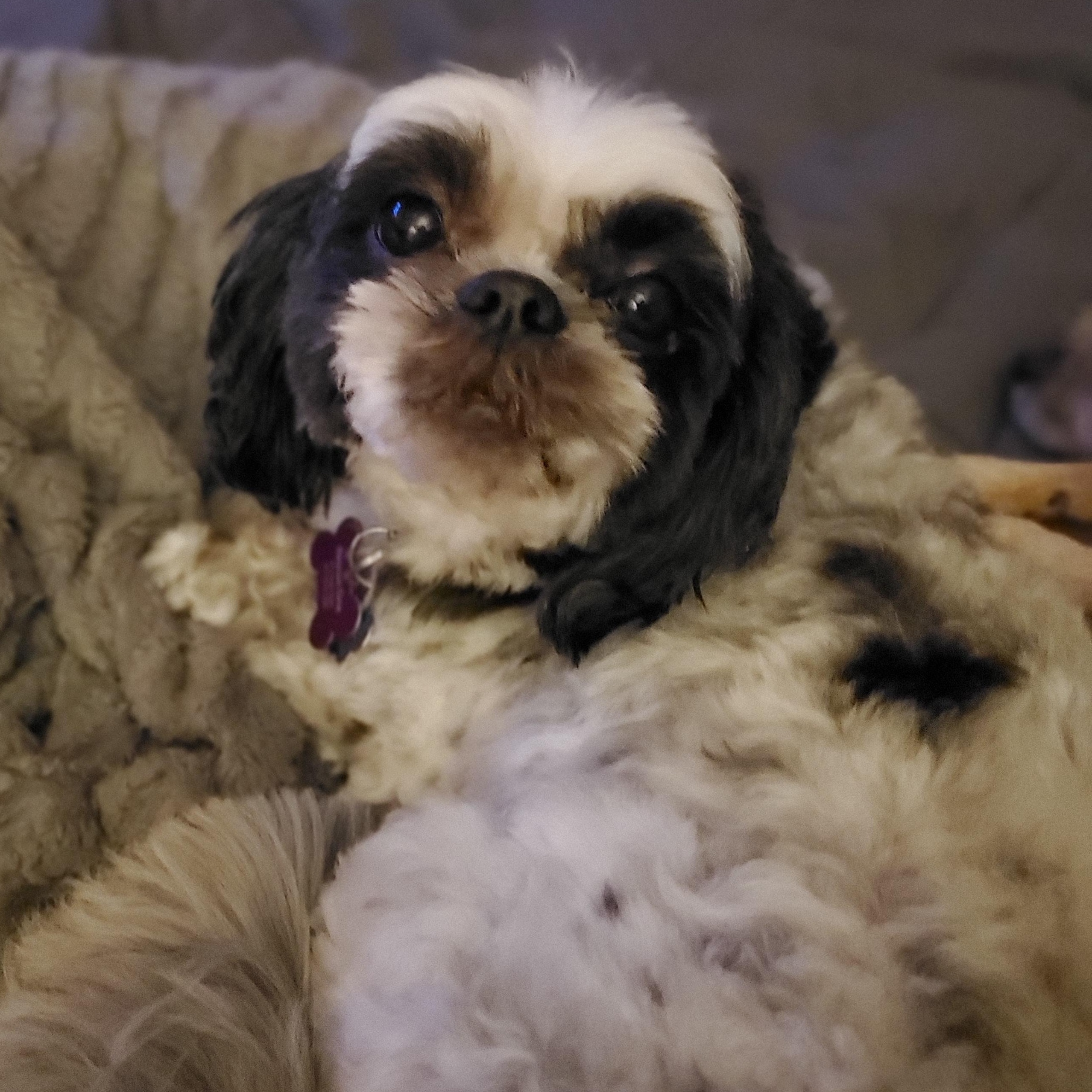 Enlarge Ethel, an adopted mixed breed in Springfield, MO image 3/5