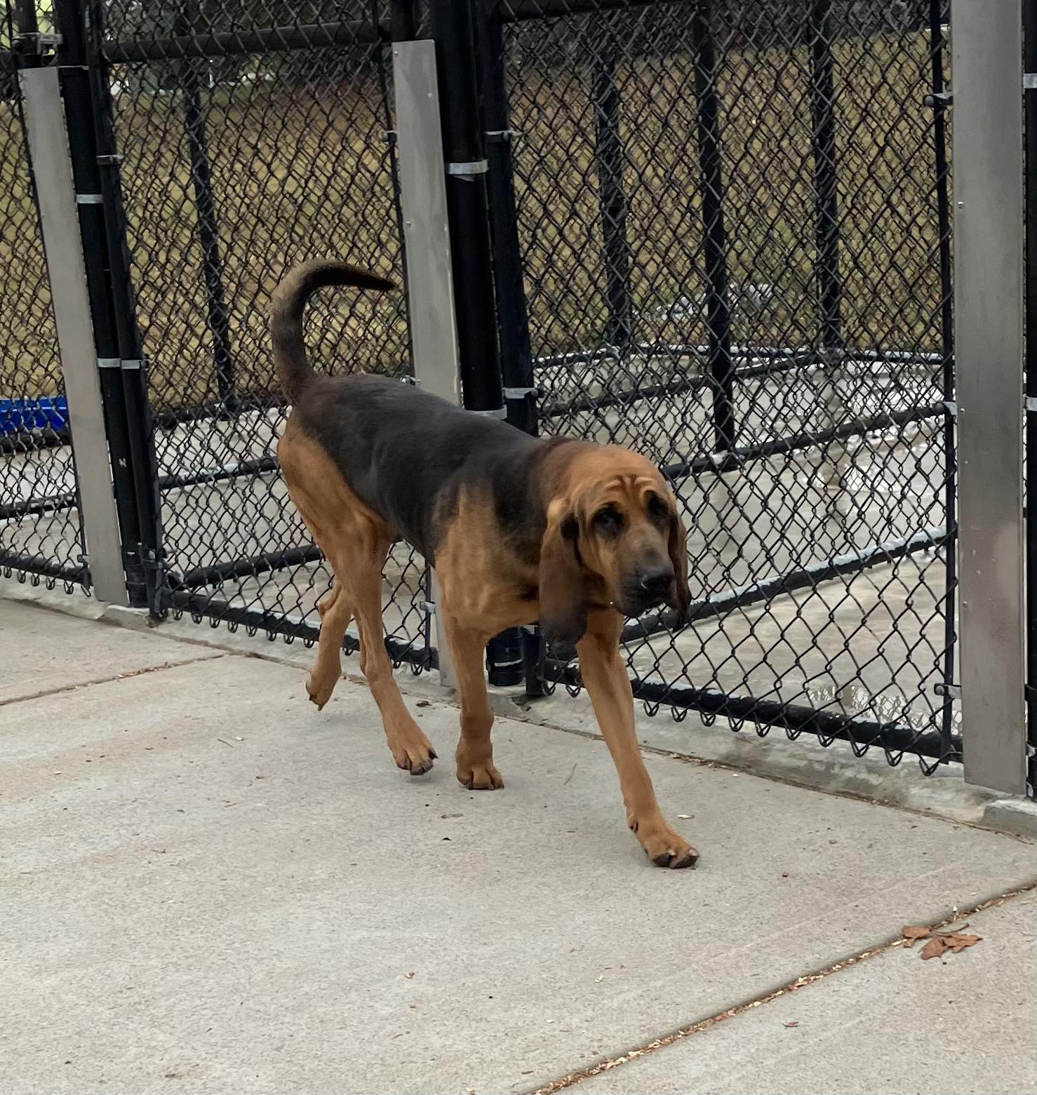 Enlarge Watson, a Adoptable Bloodhound in Suffolk, VA image 1/3
