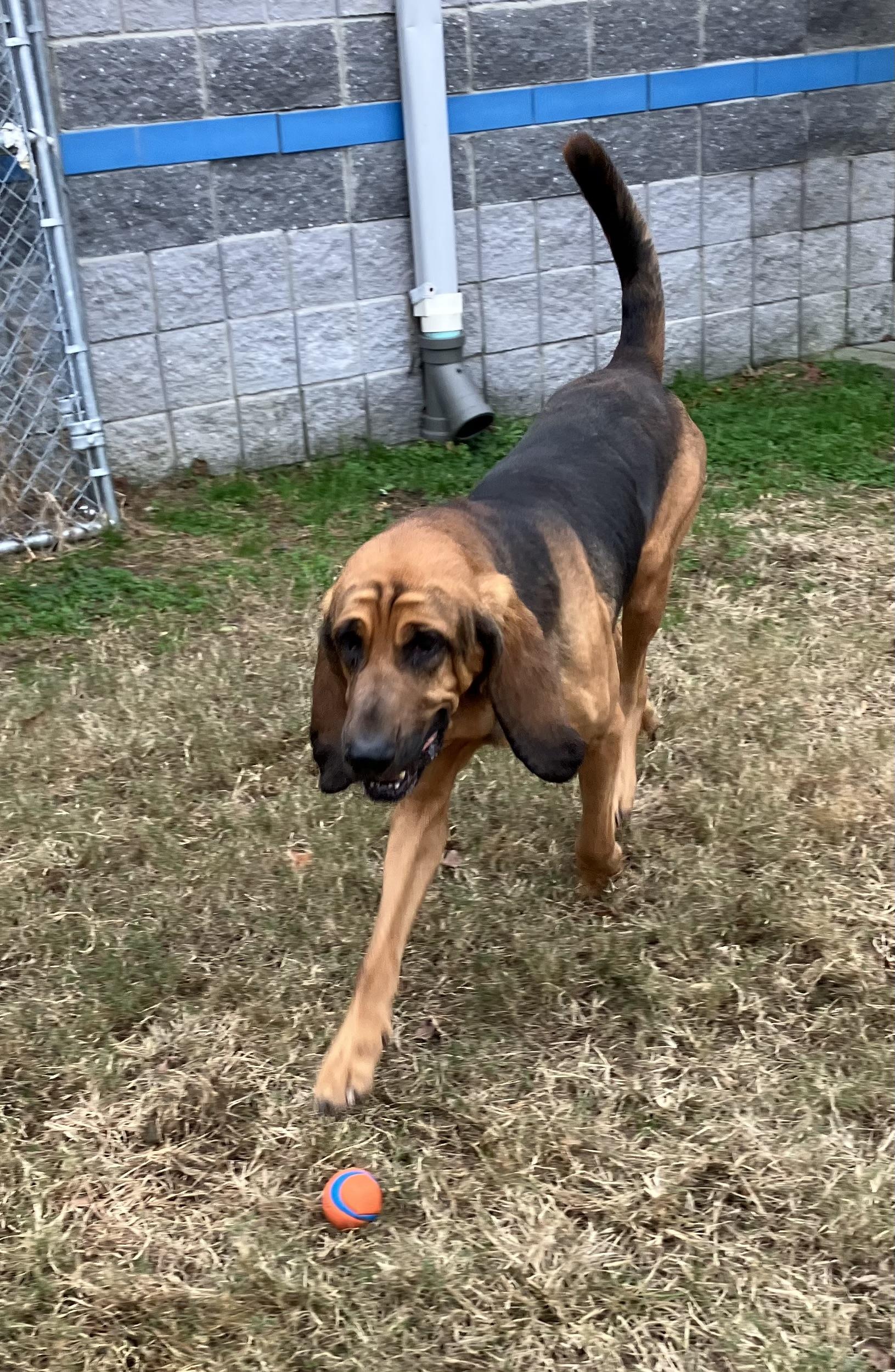 Enlarge Watson, a Adoptable Bloodhound in Suffolk, VA image 2/3