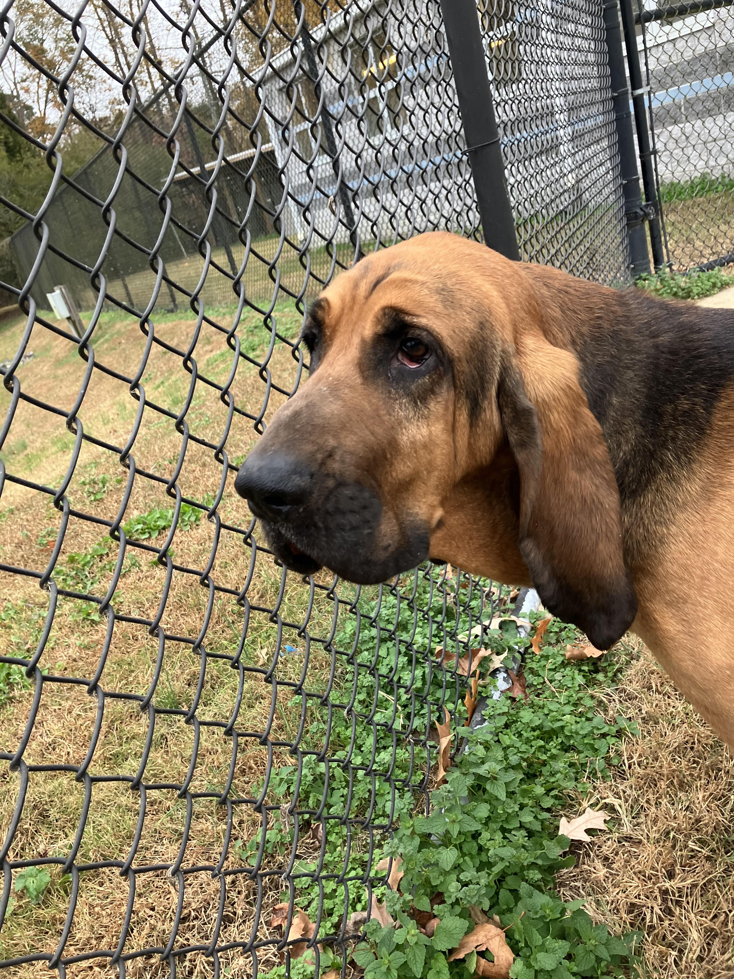 Enlarge Watson, a Adoptable Bloodhound in Suffolk, VA image 3/3
