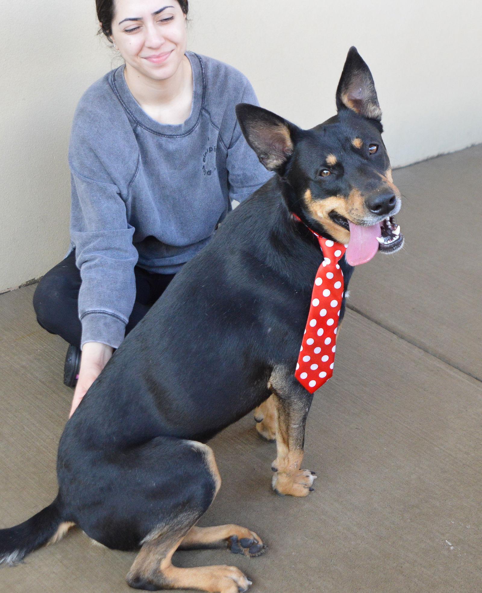 Spike, Adoptable, Adult Male Shepherd.