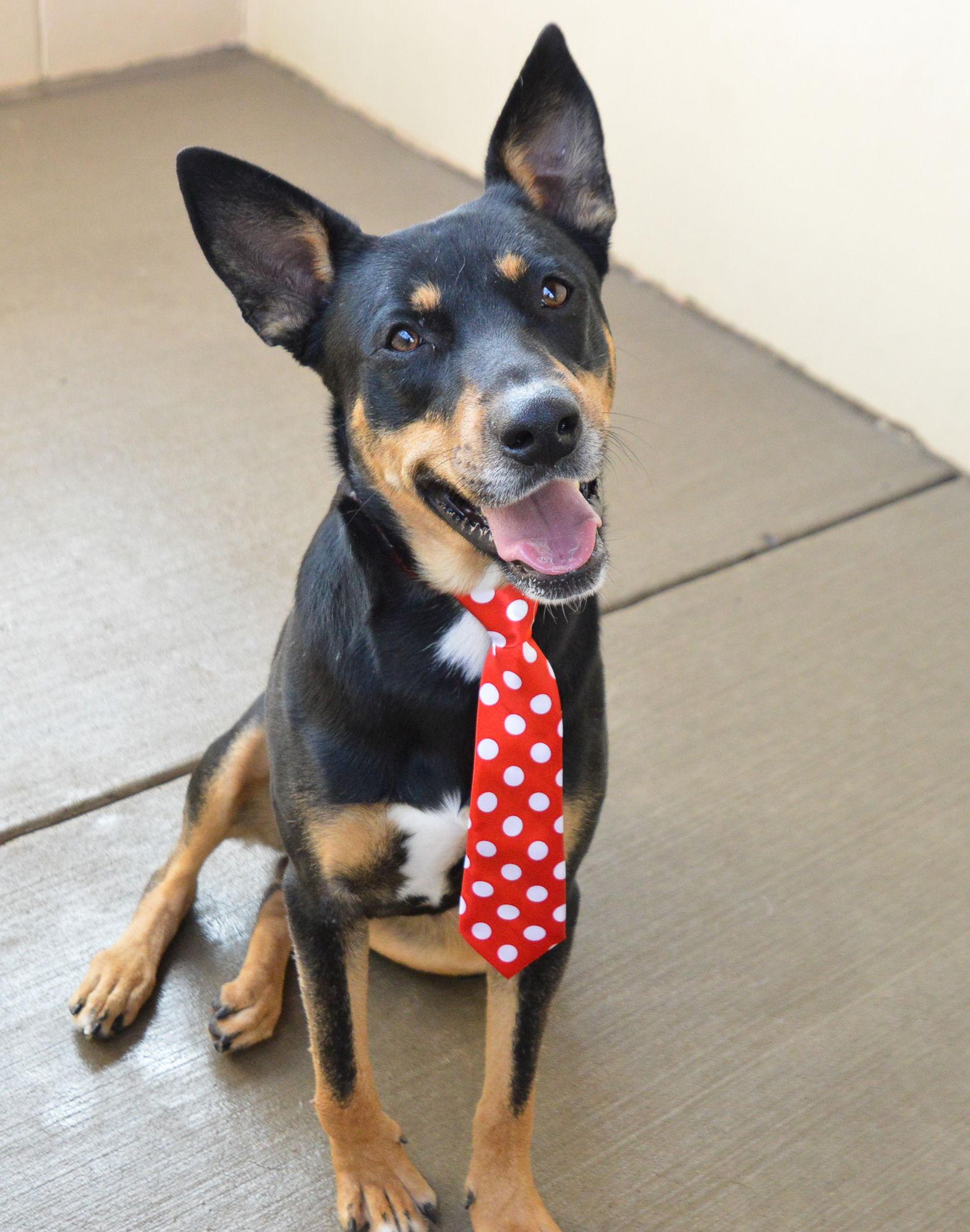 Enlarge Spike, a Adoptable Shepherd in McKinney, TX image 2/3