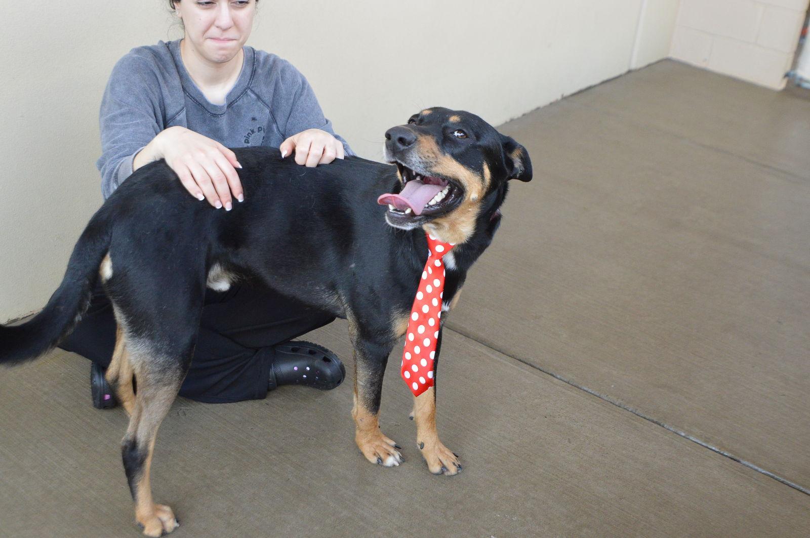 Enlarge Spike, a Adoptable Shepherd in McKinney, TX image 3/3