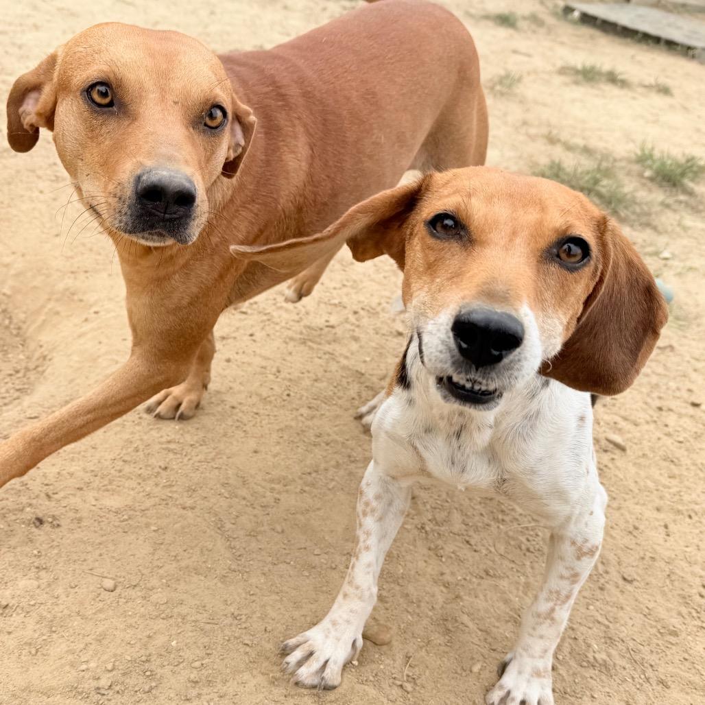 Enlarge Brielle in NH. Come Meet our Adoptable Dogs Wednesday-Saturday. More info in Bio, a Adopted mixed breed in Manchester, NH image 4/5