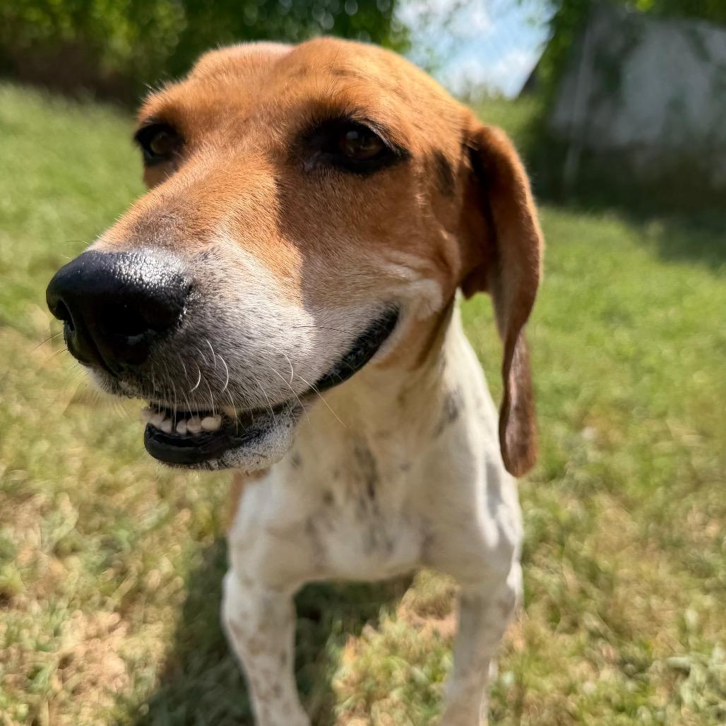 Enlarge Brielle in NH. Come Meet our Adoptable Dogs Wednesday-Saturday. More info in Bio, a Adopted mixed breed in Manchester, NH image 3/5