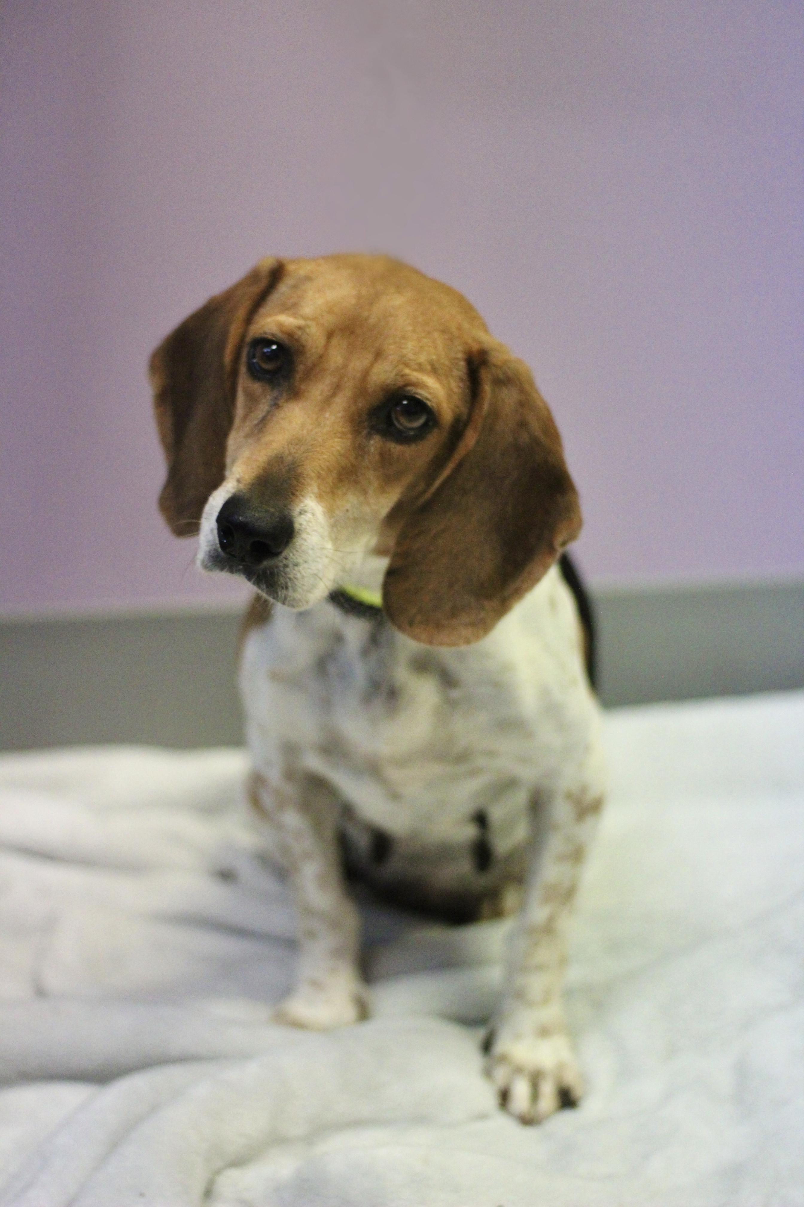 Brielle in NH. Come Meet our Adoptable Dogs Wednesday-Saturday. More info in Bio, Adopted, Adult Female Beagle.