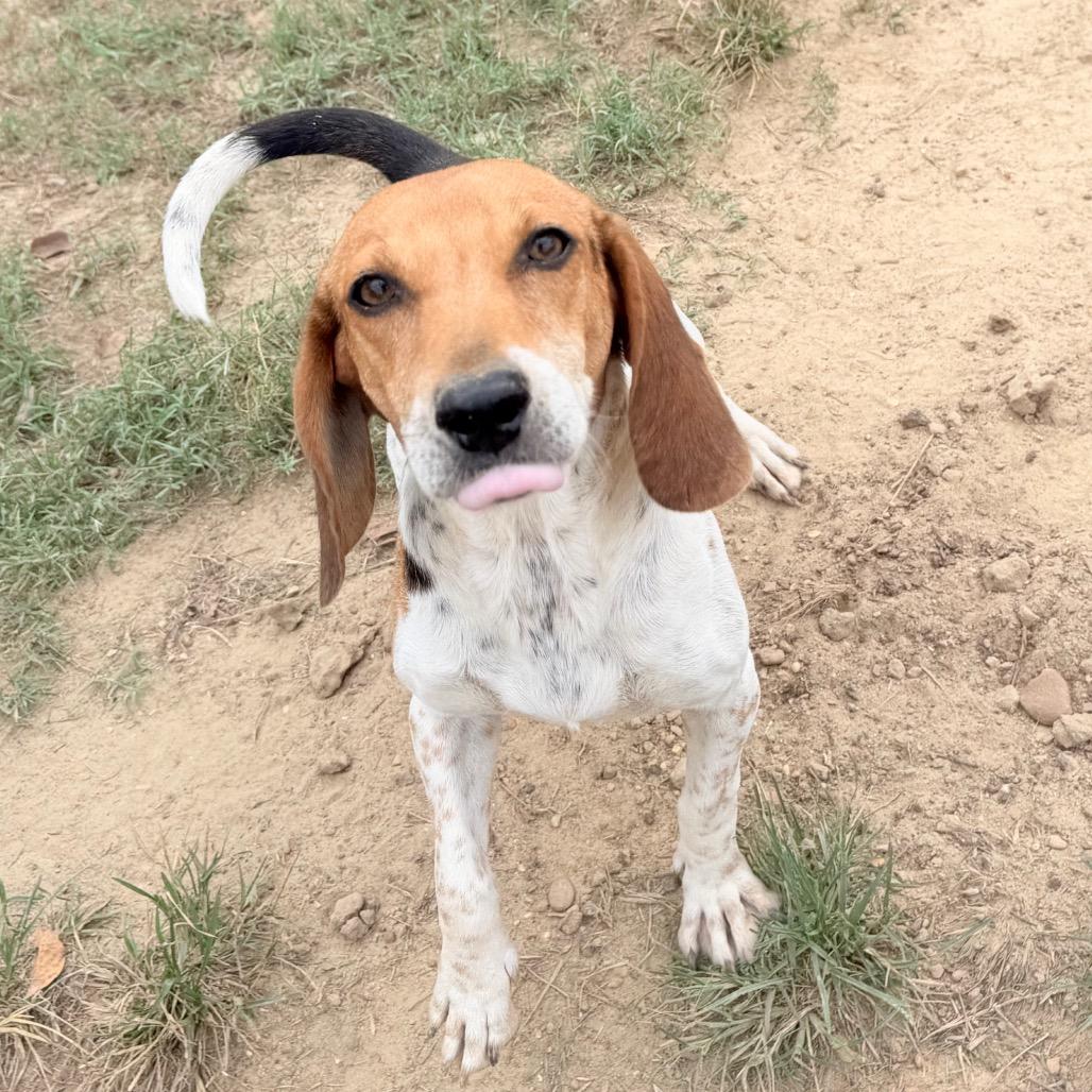 Enlarge Brielle in NH. Come Meet our Adoptable Dogs Wednesday-Saturday. More info in Bio, a Adopted mixed breed in Manchester, NH image 2/5