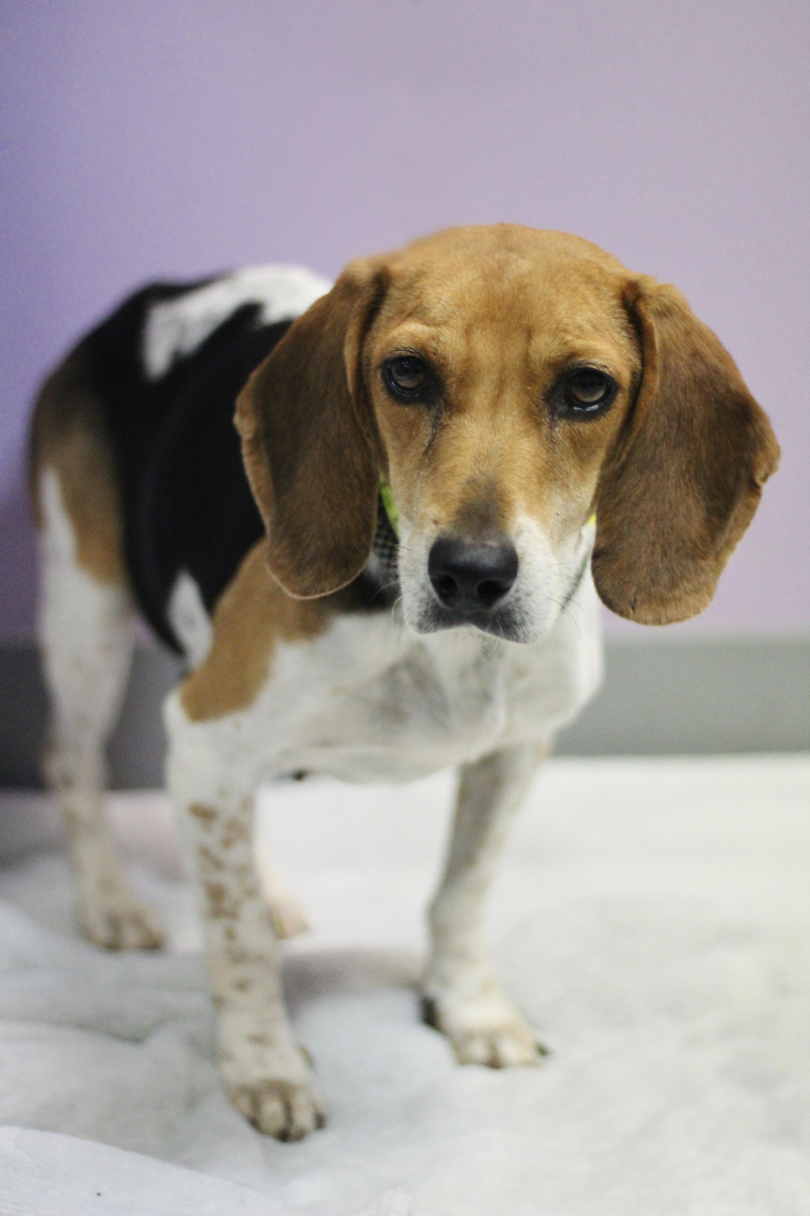 Enlarge Brielle in NH. Come Meet our Adoptable Dogs Wednesday-Saturday. More info in Bio, a Adopted mixed breed in Manchester, NH image 5/5