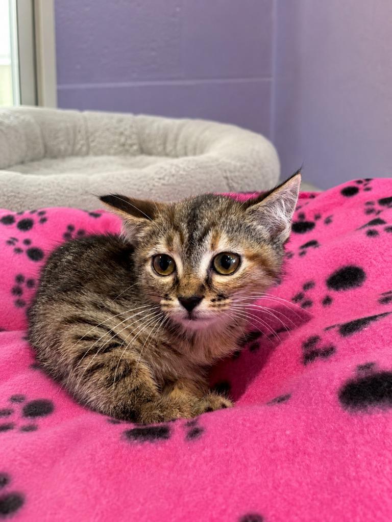 Enlarge Maple, a Adoptable mixed breed in East Ridge, TN image 1/1