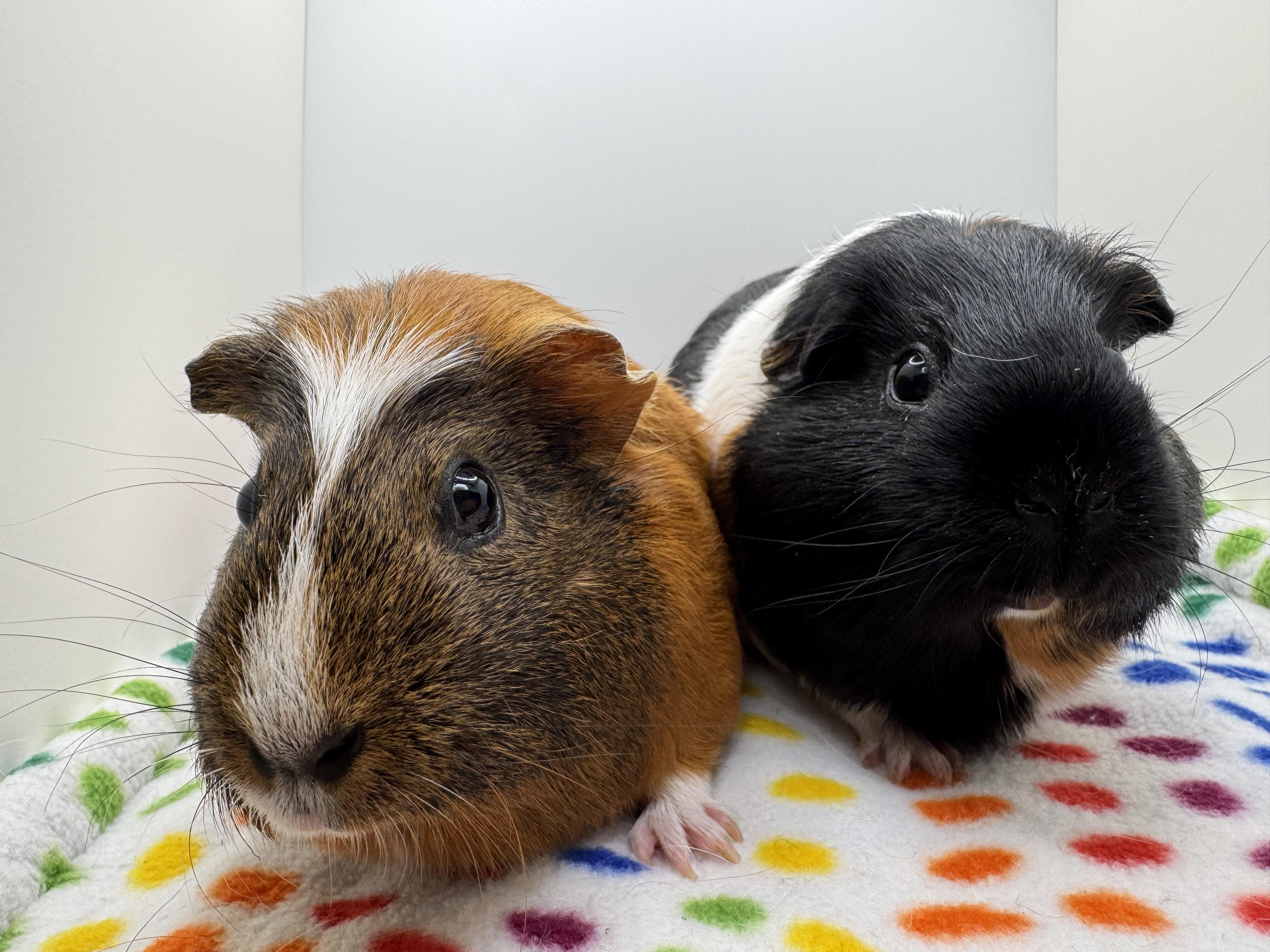 Enlarge Willow and Raven, a ADOPTABLE Guinea Pig in Walnut Grove, CA image 3/3