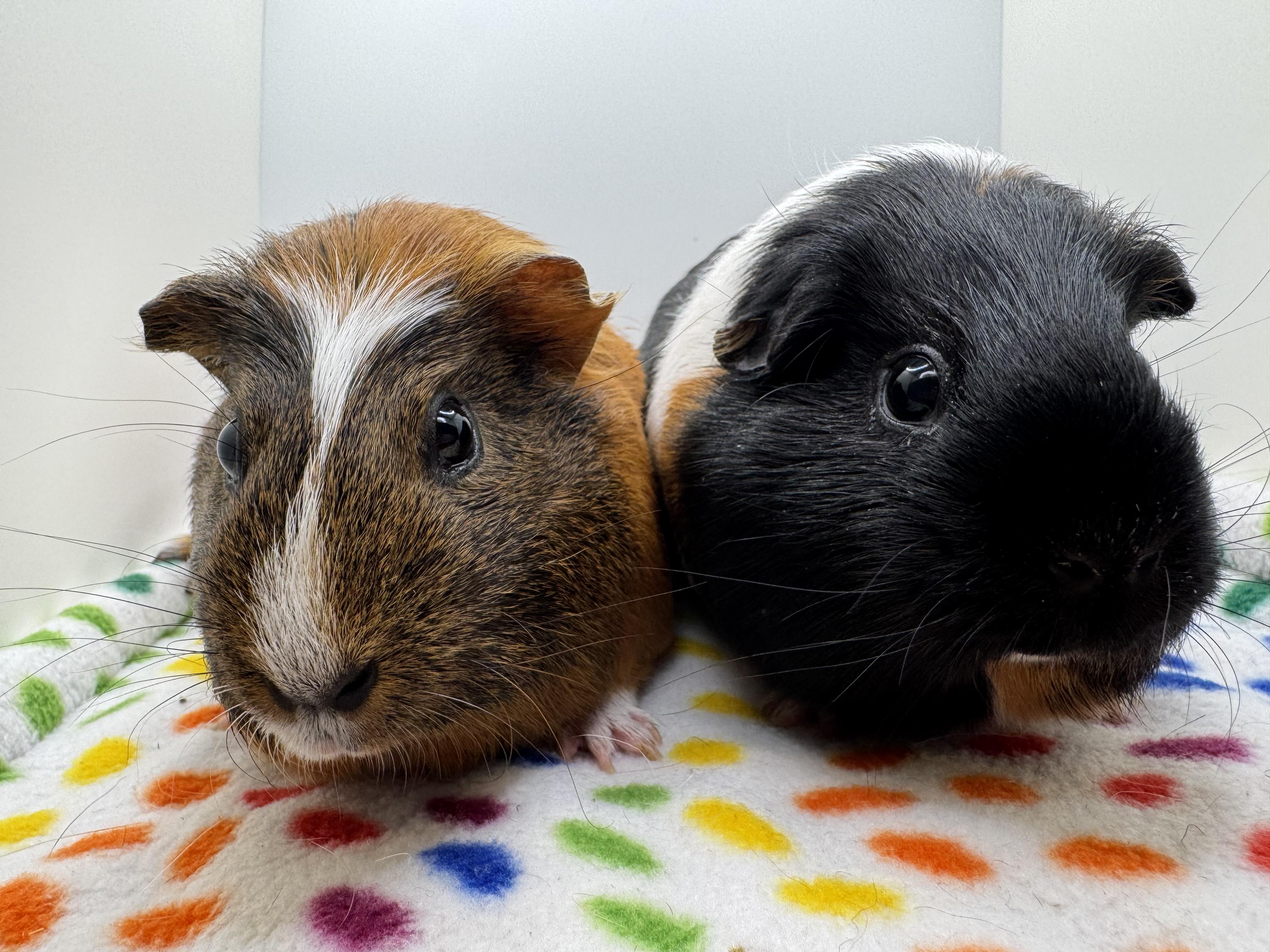 Willow and Raven, ADOPTABLE, Adult Female Guinea Pig.