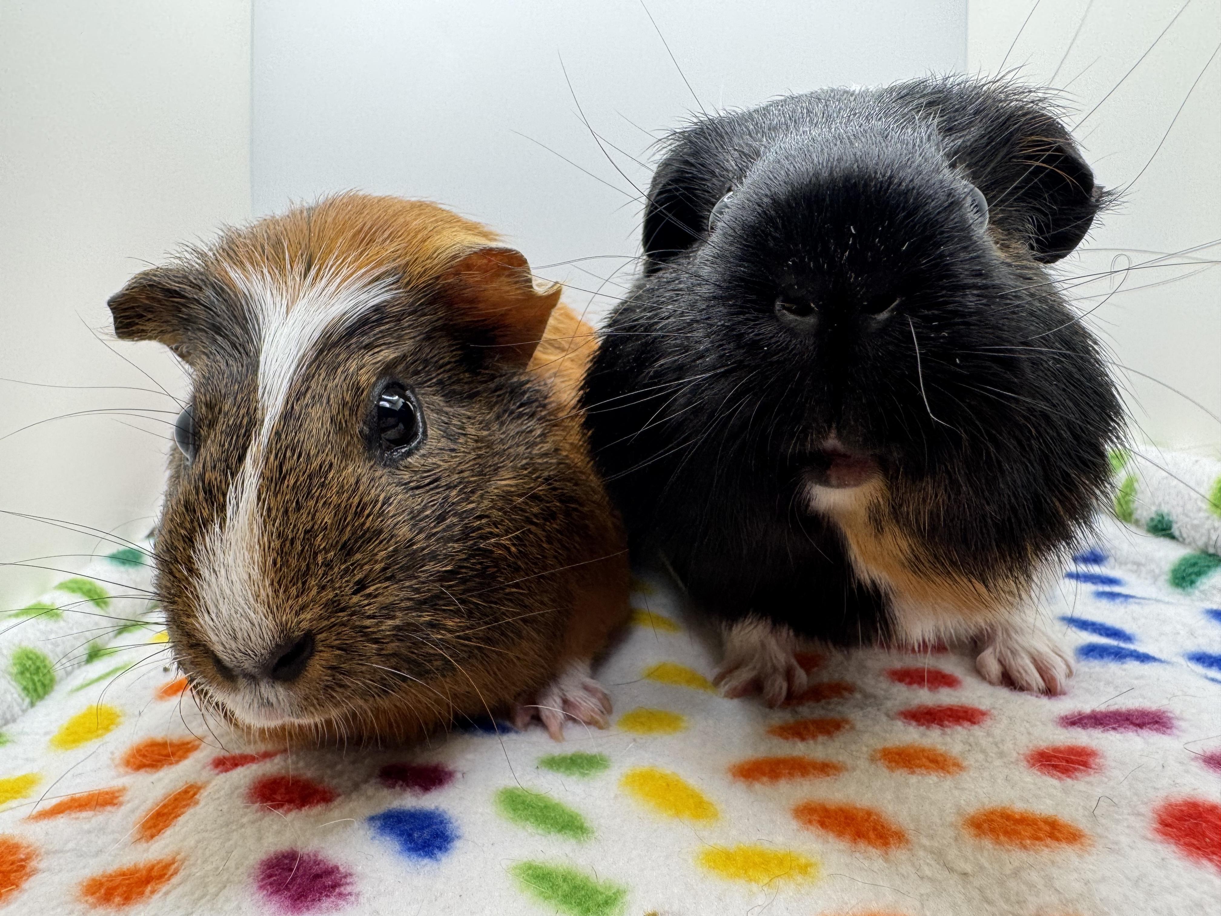 Enlarge Willow and Raven, a ADOPTABLE Guinea Pig in Walnut Grove, CA image 2/3