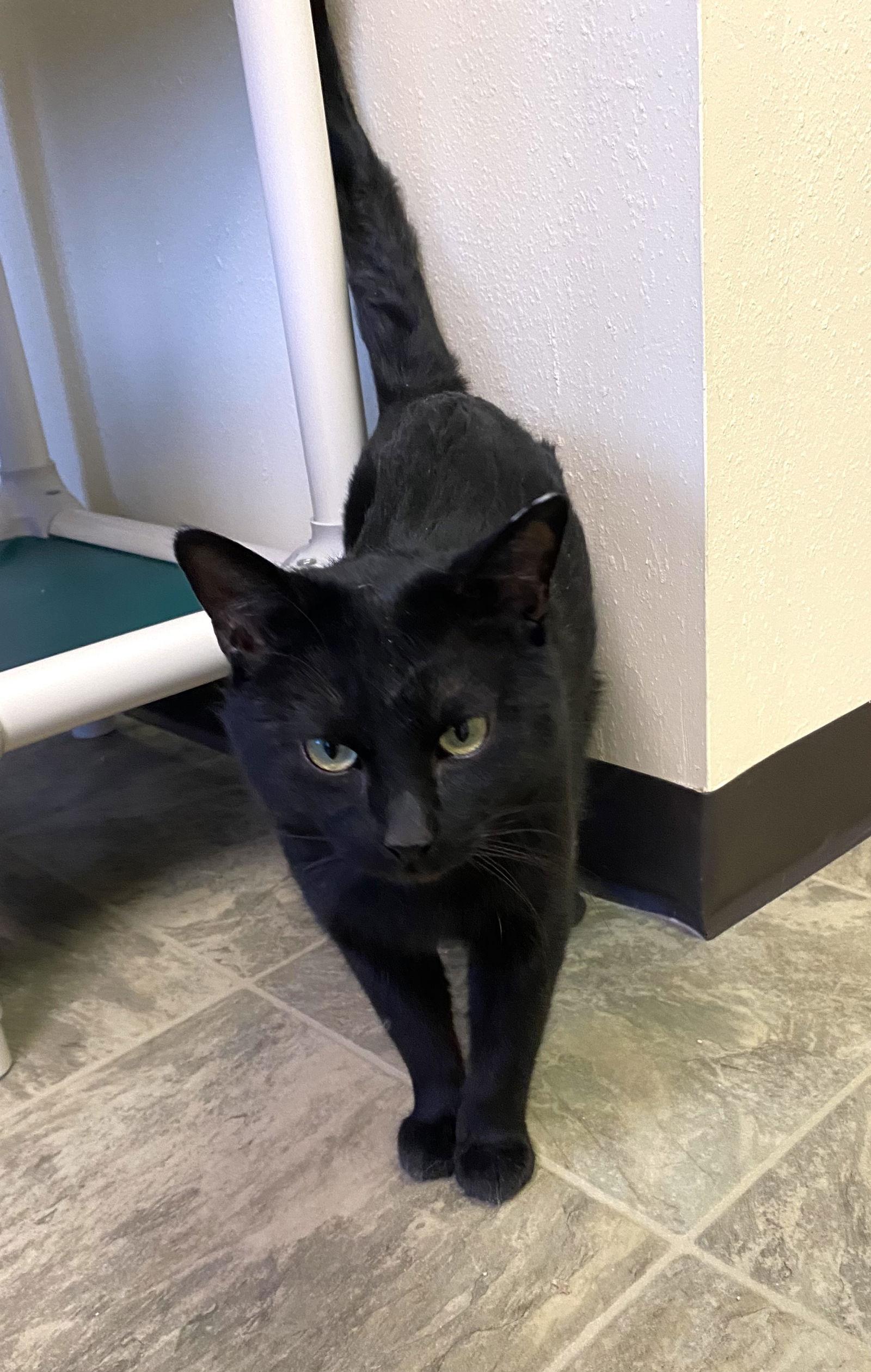 Shepard, Adoptable, Adult Male Domestic Short Hair.