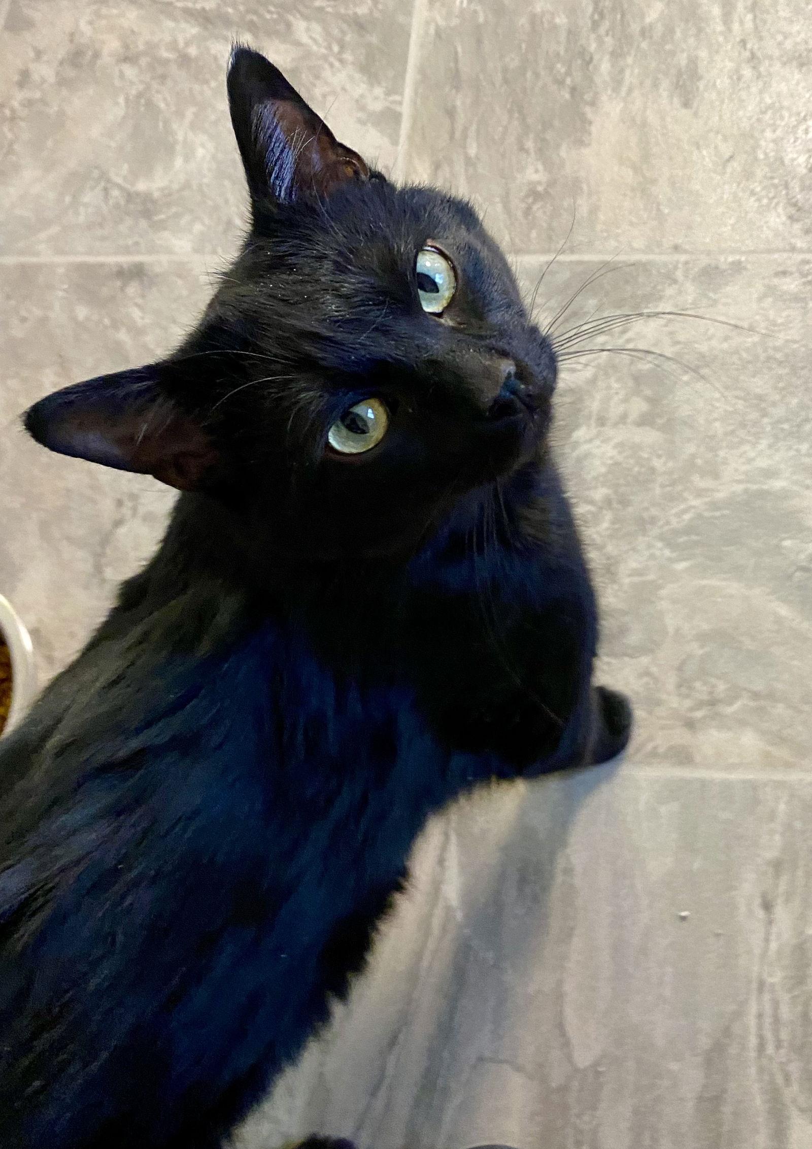 Enlarge Shepard, a Adoptable Domestic Short Hair in Fargo, ND image 2/2