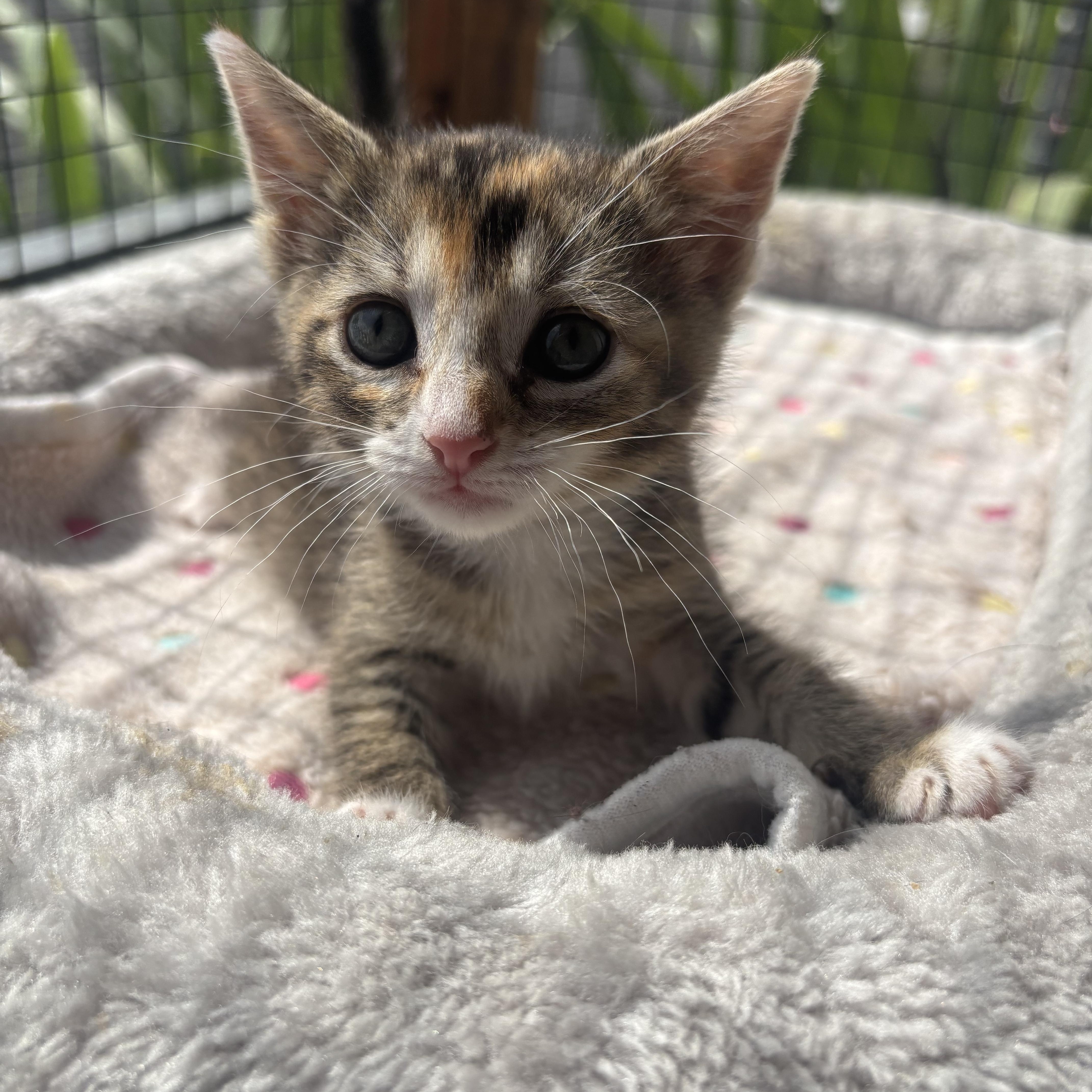 Crumble cookie, a ADOPTABLE Domestic Short Hair in Costa Mesa, CA image 1/2