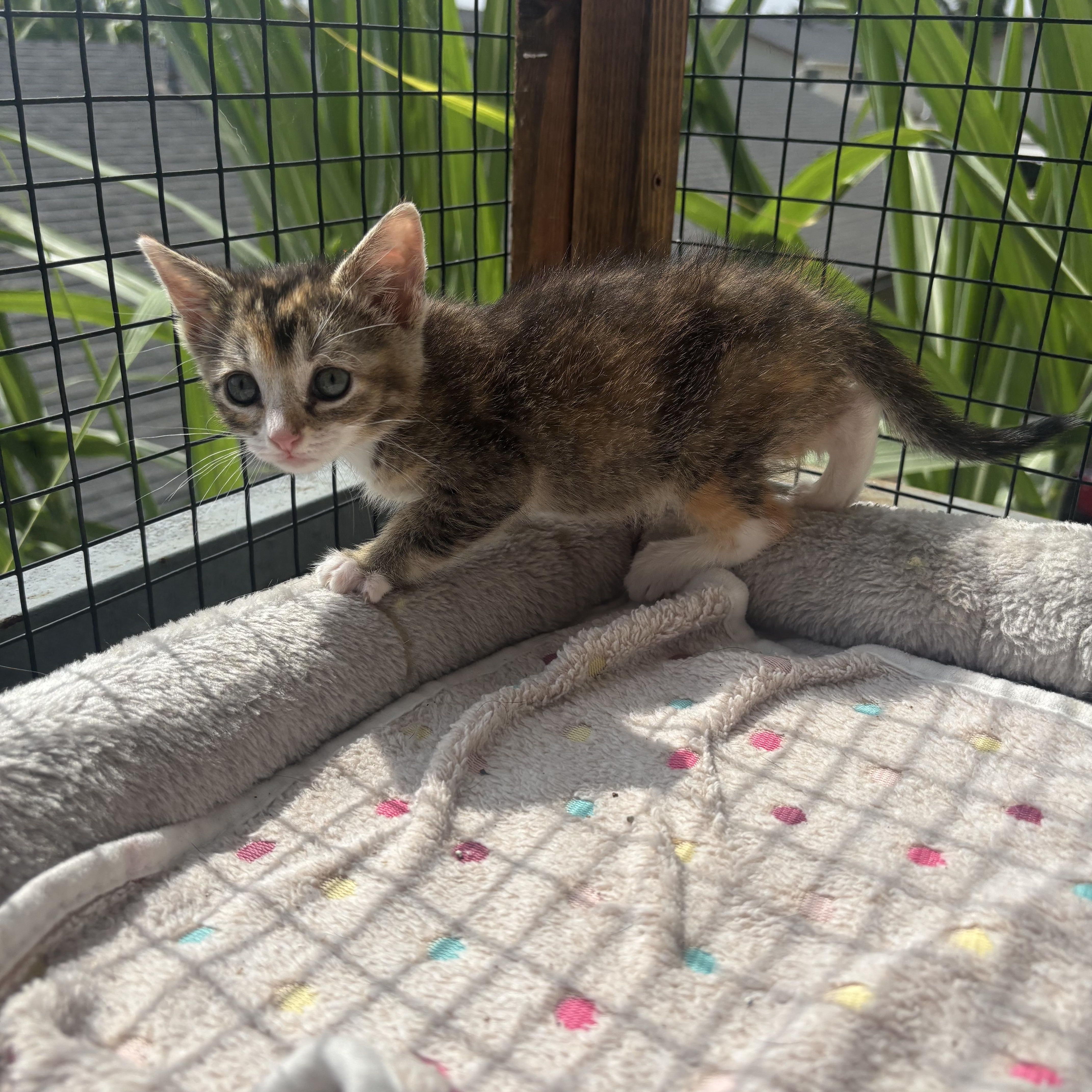 Crumble cookie, a ADOPTABLE Domestic Short Hair in Costa Mesa, CA image 2/2