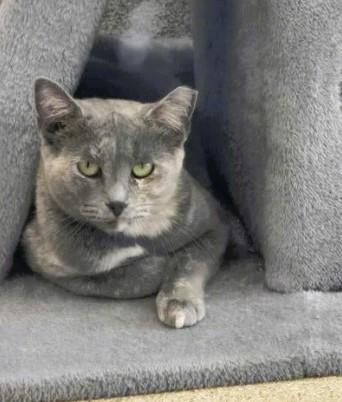 Simone, Adoptable, Adult Female Domestic Short Hair & Domestic Short Hair.