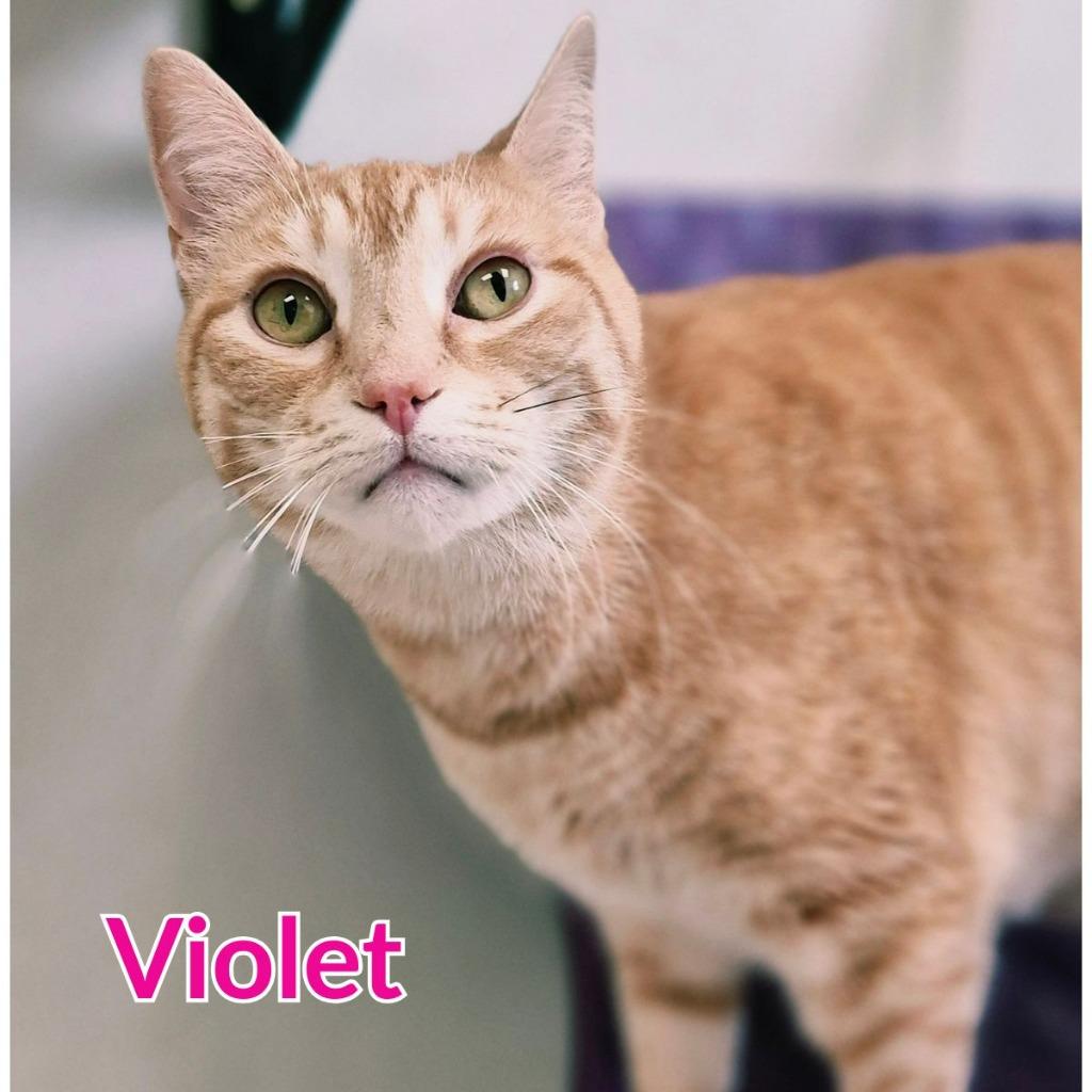Violet, a Adoptable mixed breed in North Saint Paul, MN image 1/4