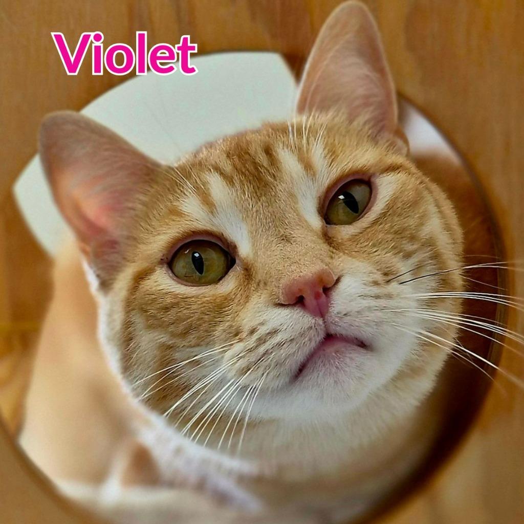 Violet, a Adoptable mixed breed in North Saint Paul, MN image 2/4