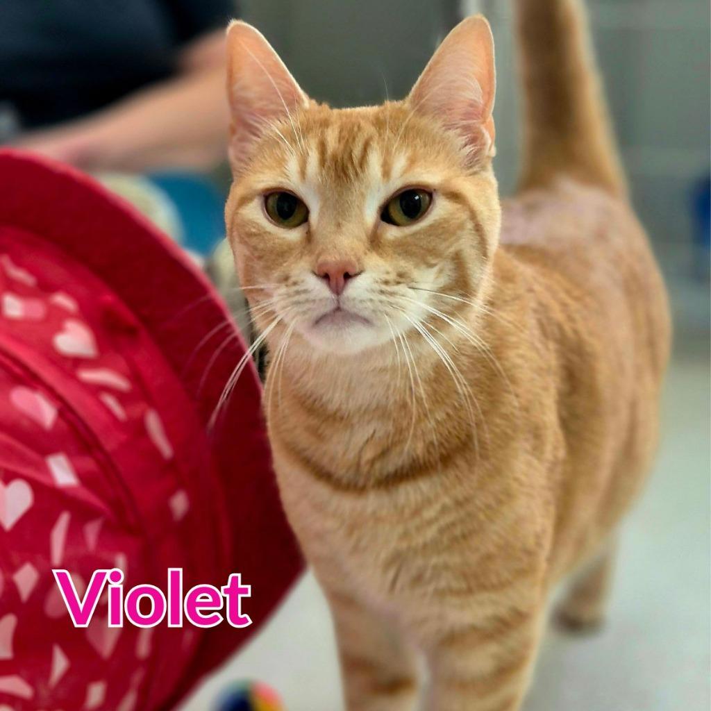 Violet, a Adoptable mixed breed in North Saint Paul, MN image 3/4