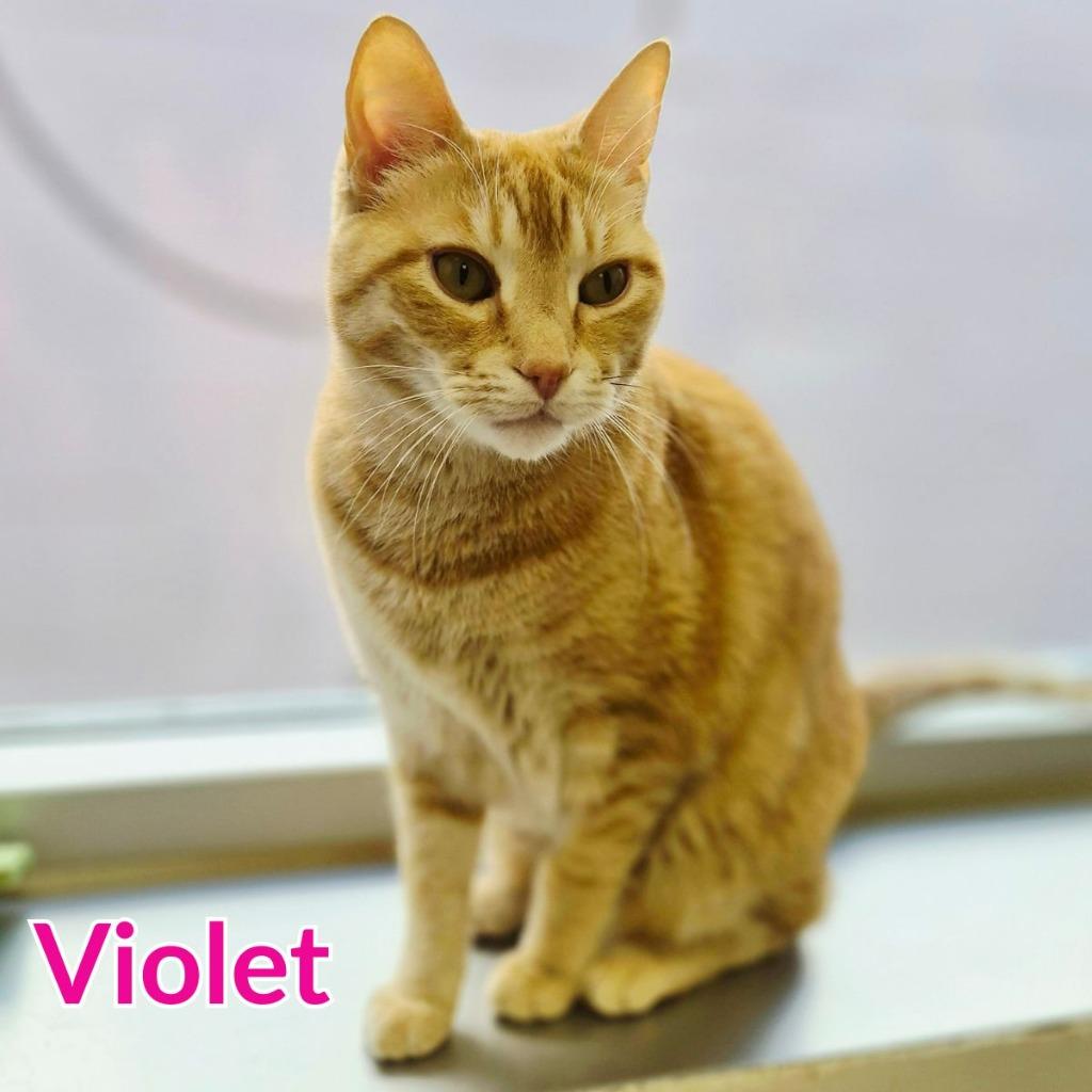 Violet, a Adoptable mixed breed in North Saint Paul, MN image 4/4