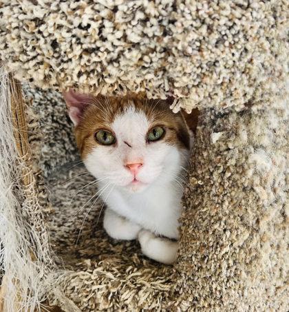 Garfield, ADOPTABLE, Adult Male Domestic Short Hair.