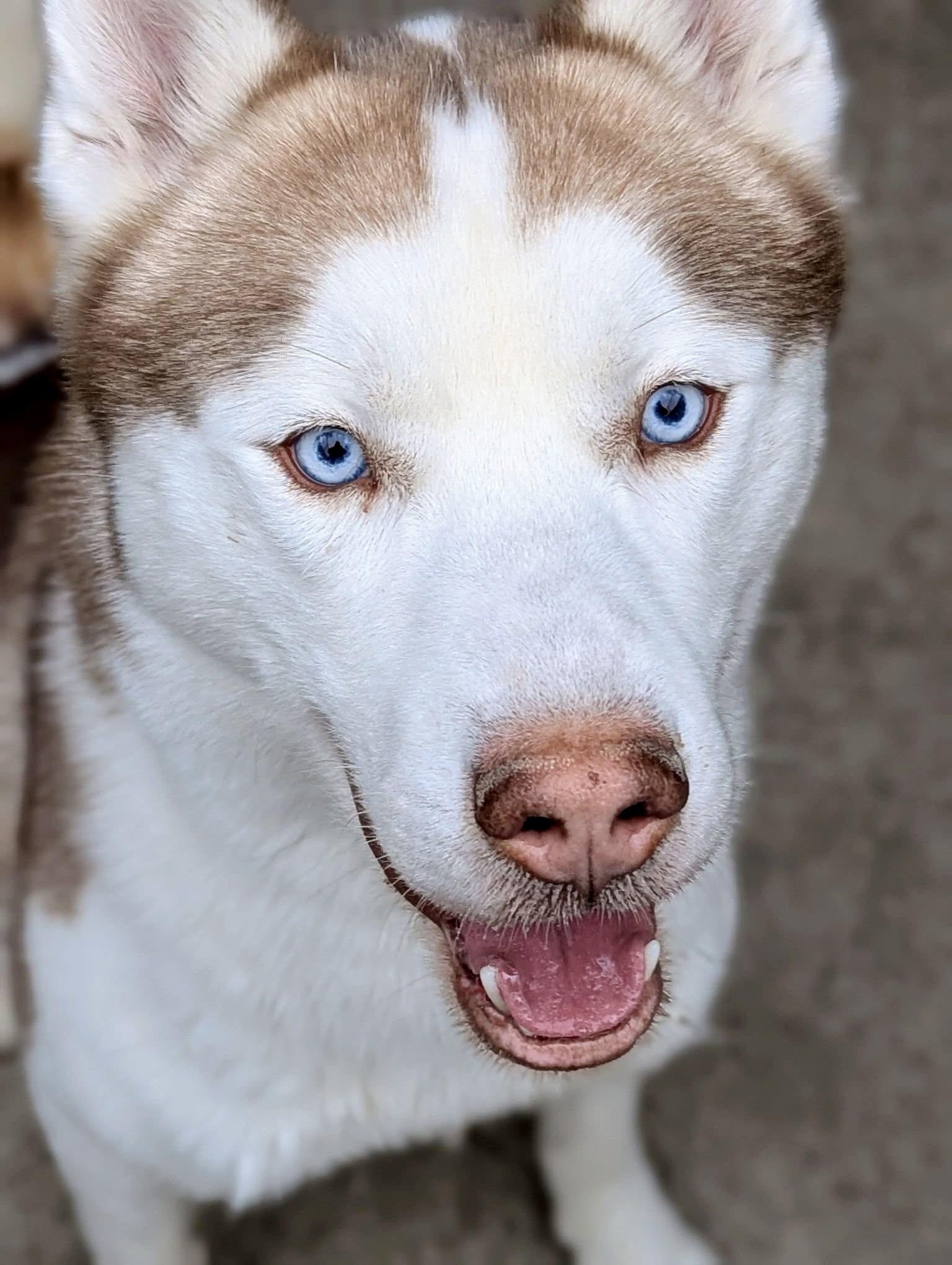 Ace Ventura , adopted, Adult Male Husky.