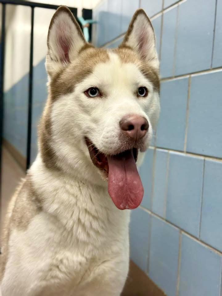 Enlarge Ace Ventura , an adopted Husky in Chicago, IL image 3/4