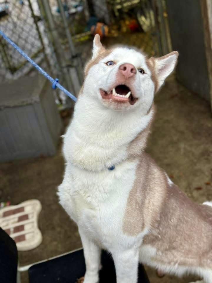 Enlarge Ace Ventura , an adopted Husky in Chicago, IL image 4/4