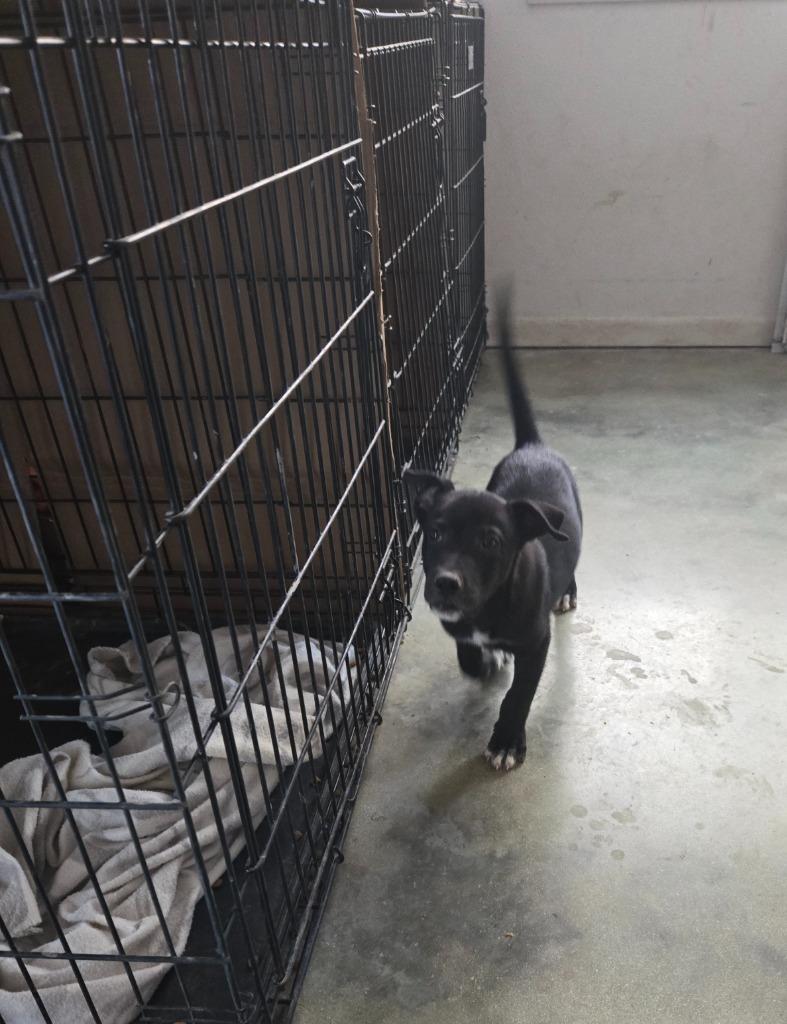 Greg, Adoptable, Puppy Male Staffordshire Bull Terrier & German Shepherd Dog.