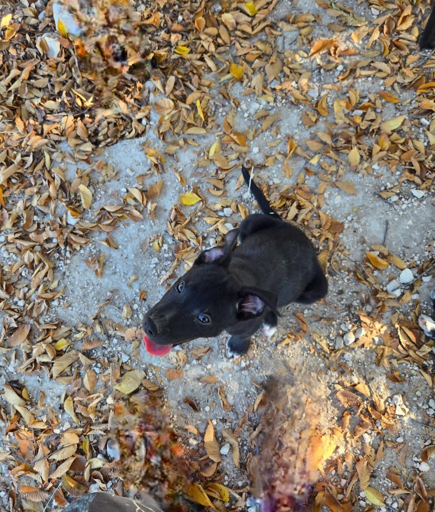 Greg, Adoptable, Puppy Male Staffordshire Bull Terrier & German Shepherd Dog.