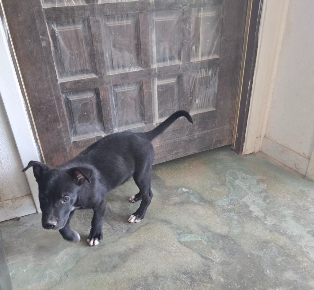 Enlarge Greg, a Adoptable mixed breed in Junction, TX image 3/4