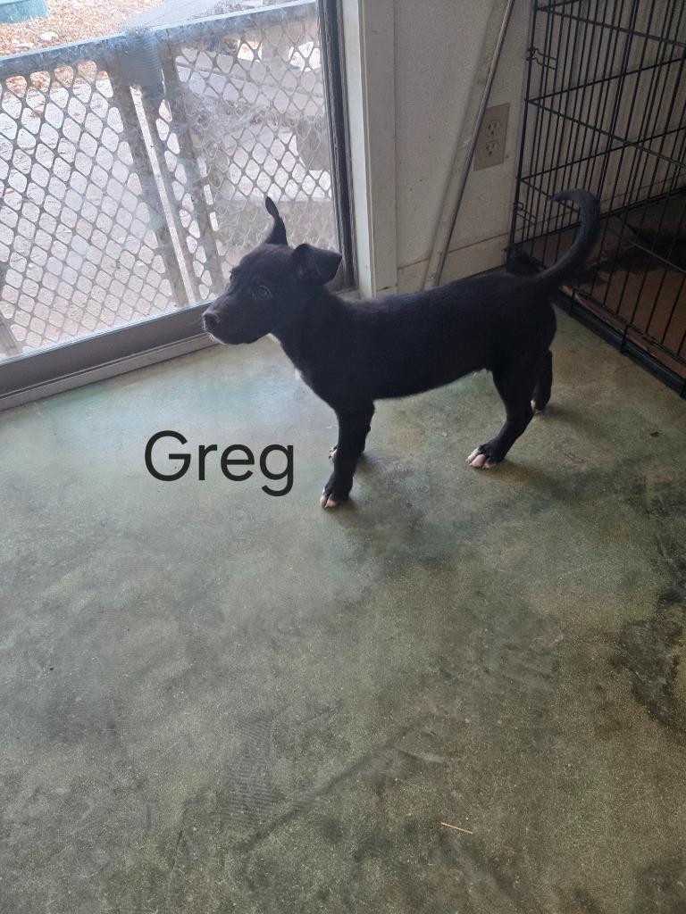 Enlarge Greg, a Adoptable mixed breed in Junction, TX image 4/4