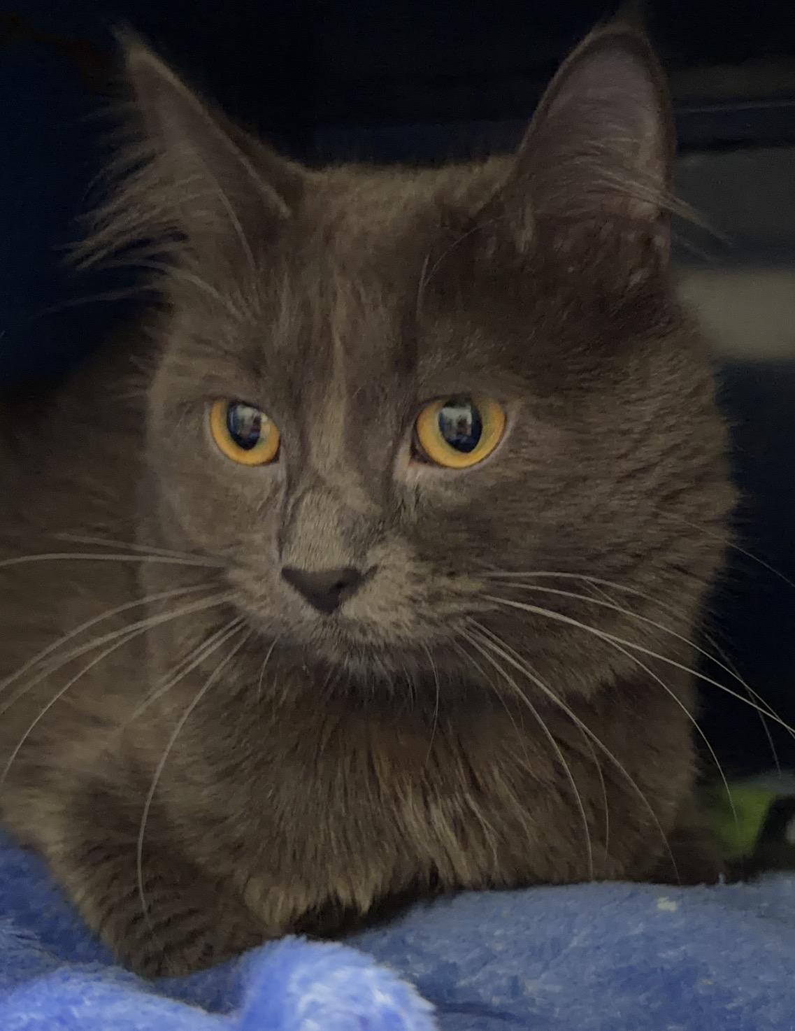 Enlarge Smokey, a Adopted Domestic Medium Hair in Sault Sainte Marie, MI image 2/3