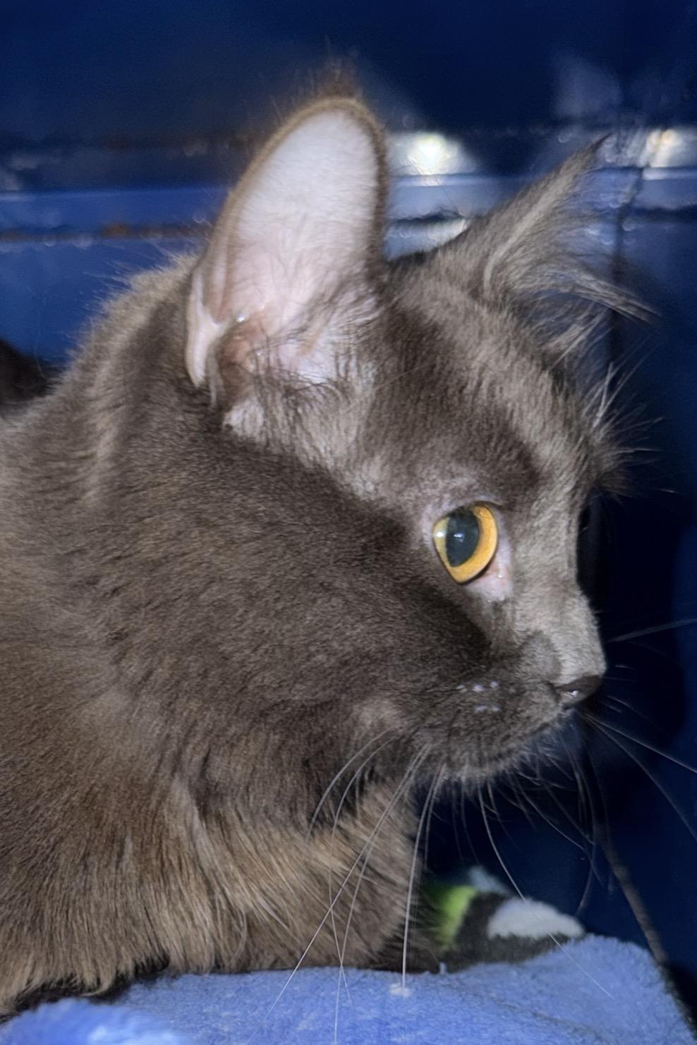 Enlarge Smokey, a Adopted Domestic Medium Hair in Sault Sainte Marie, MI image 3/3