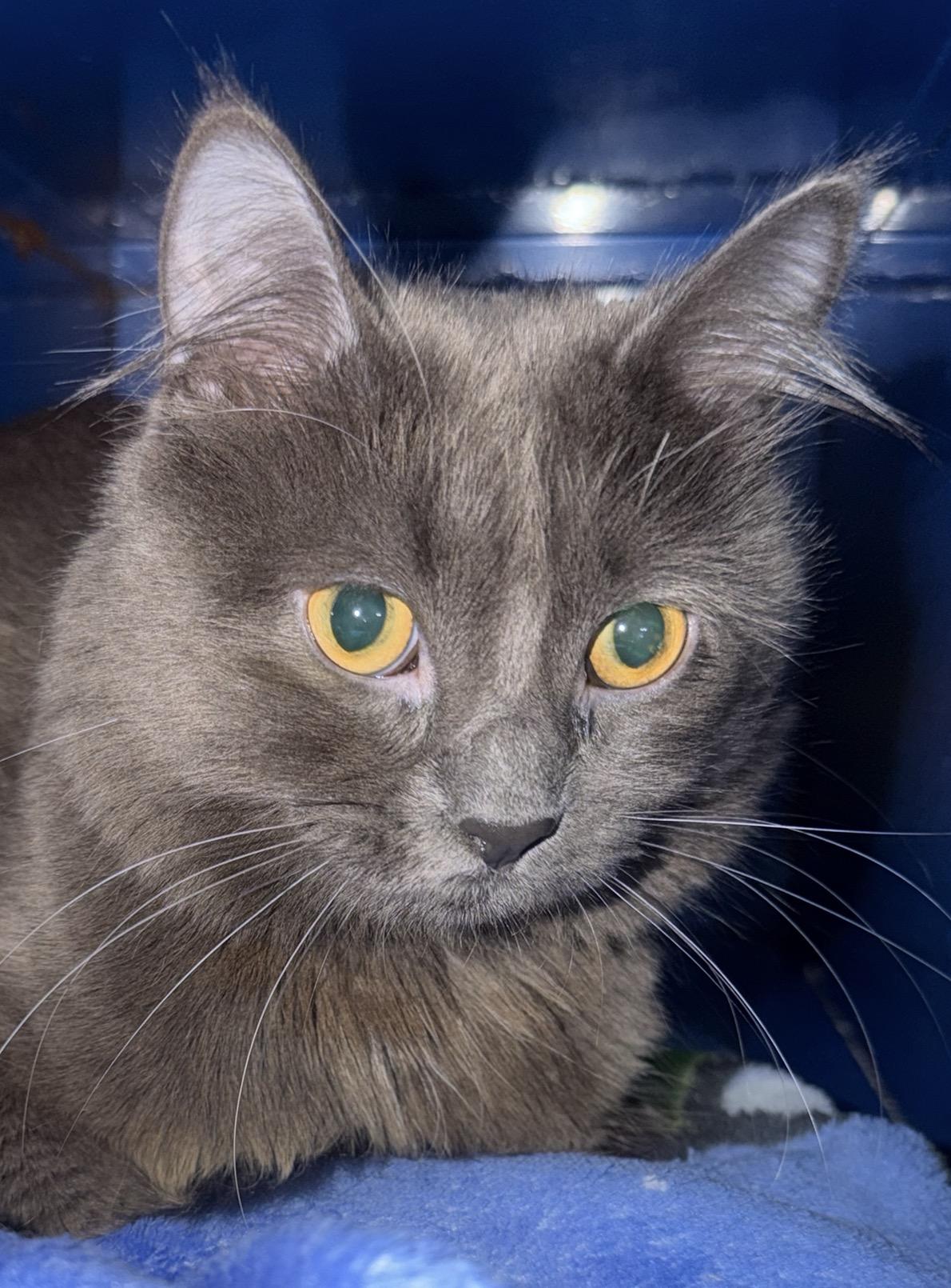 Smokey, Adopted, Young Male Domestic Medium Hair.
